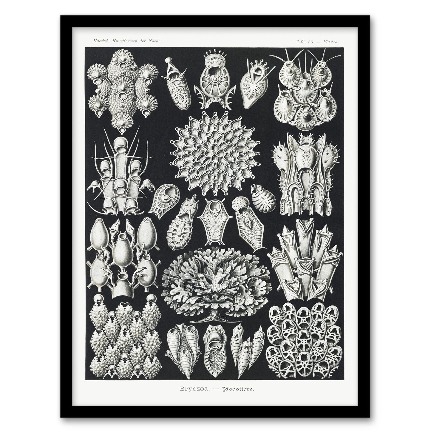 Ernst Haeckel Framed Wall Art Print Bryozoa Aquatic invertebrates Home Décor