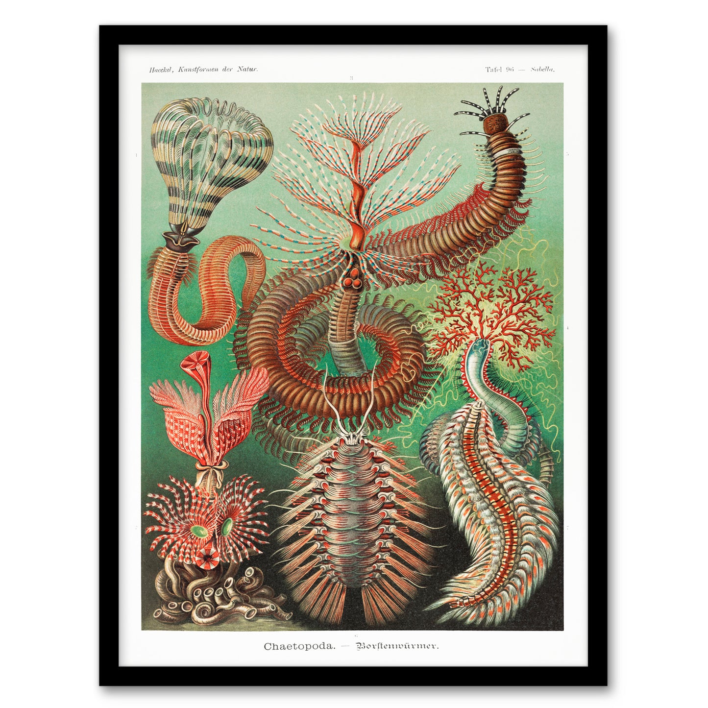 Ernst Haeckel Framed Wall Art Print Chaetopoda Annelid Marine Worms Home Décor