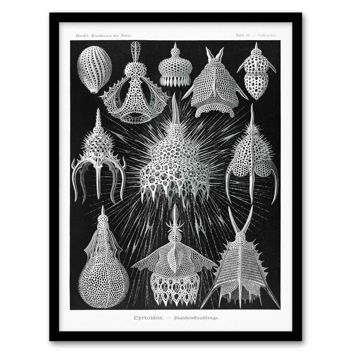 Ernst Haeckel Framed Wall Art Print Crytoidea Marine Microorganisms Home Décor