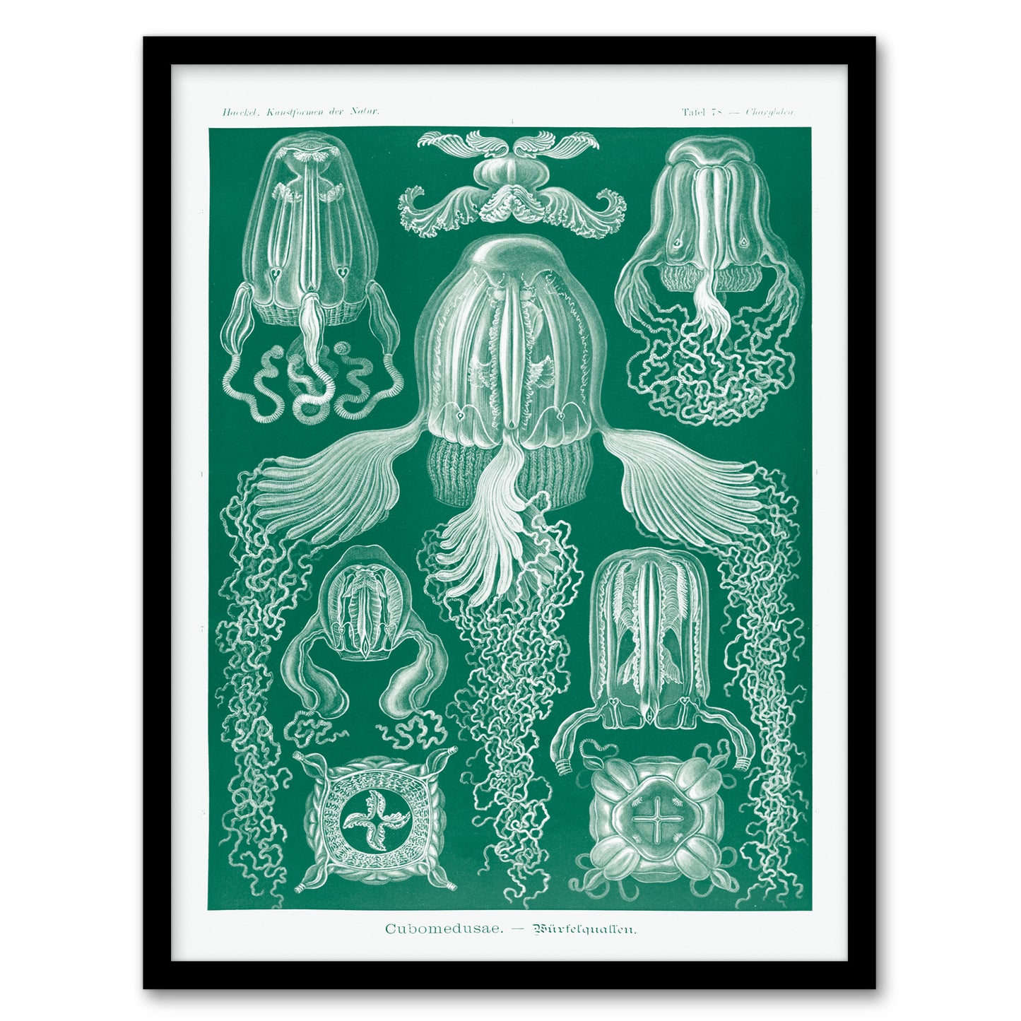 Ernst Haeckel Framed Wall Art Print Cubomedusae Jellyfish Species Home Décor