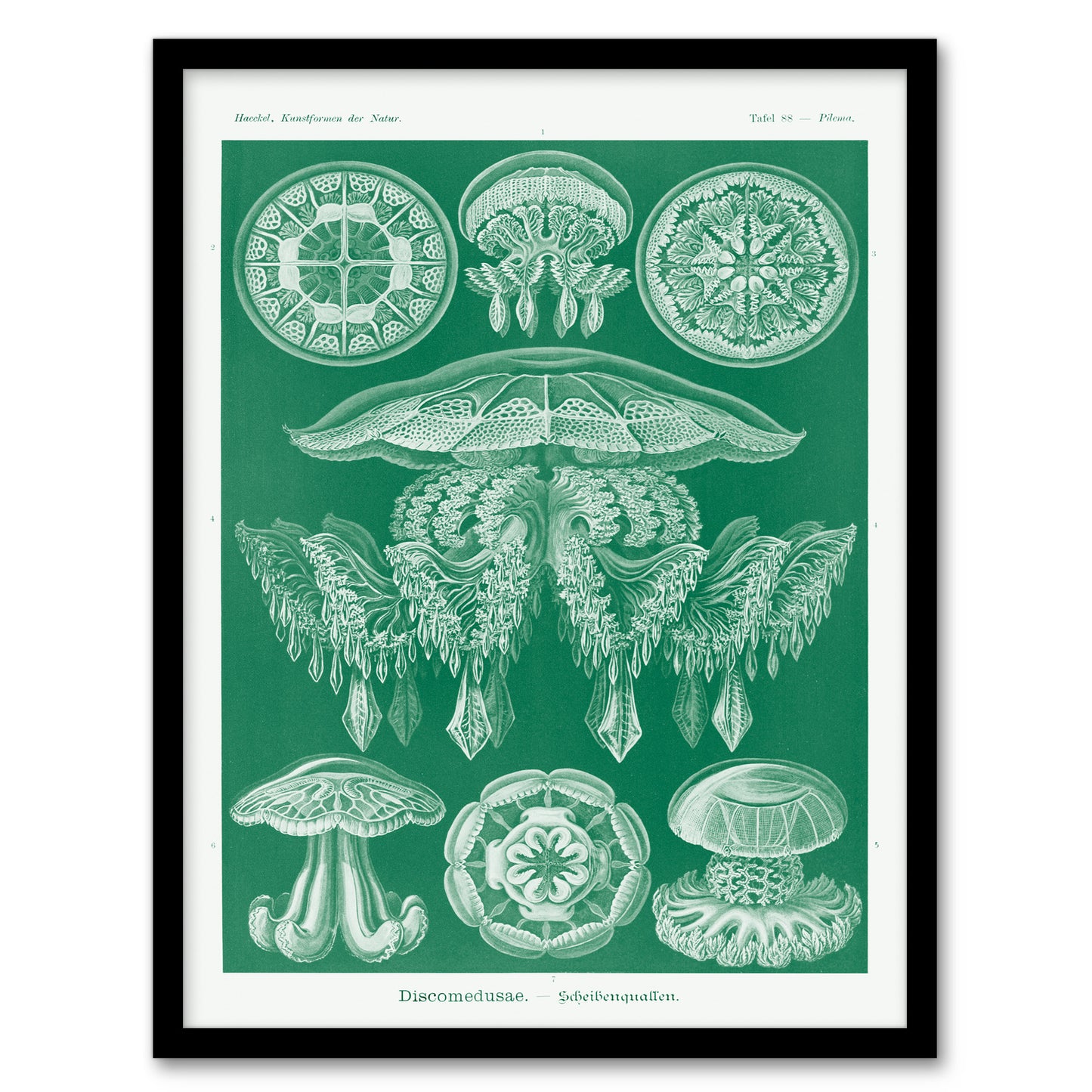 Ernst Haeckel Framed Wall Art Print Discomedusae Jellyfish Species Home Décor