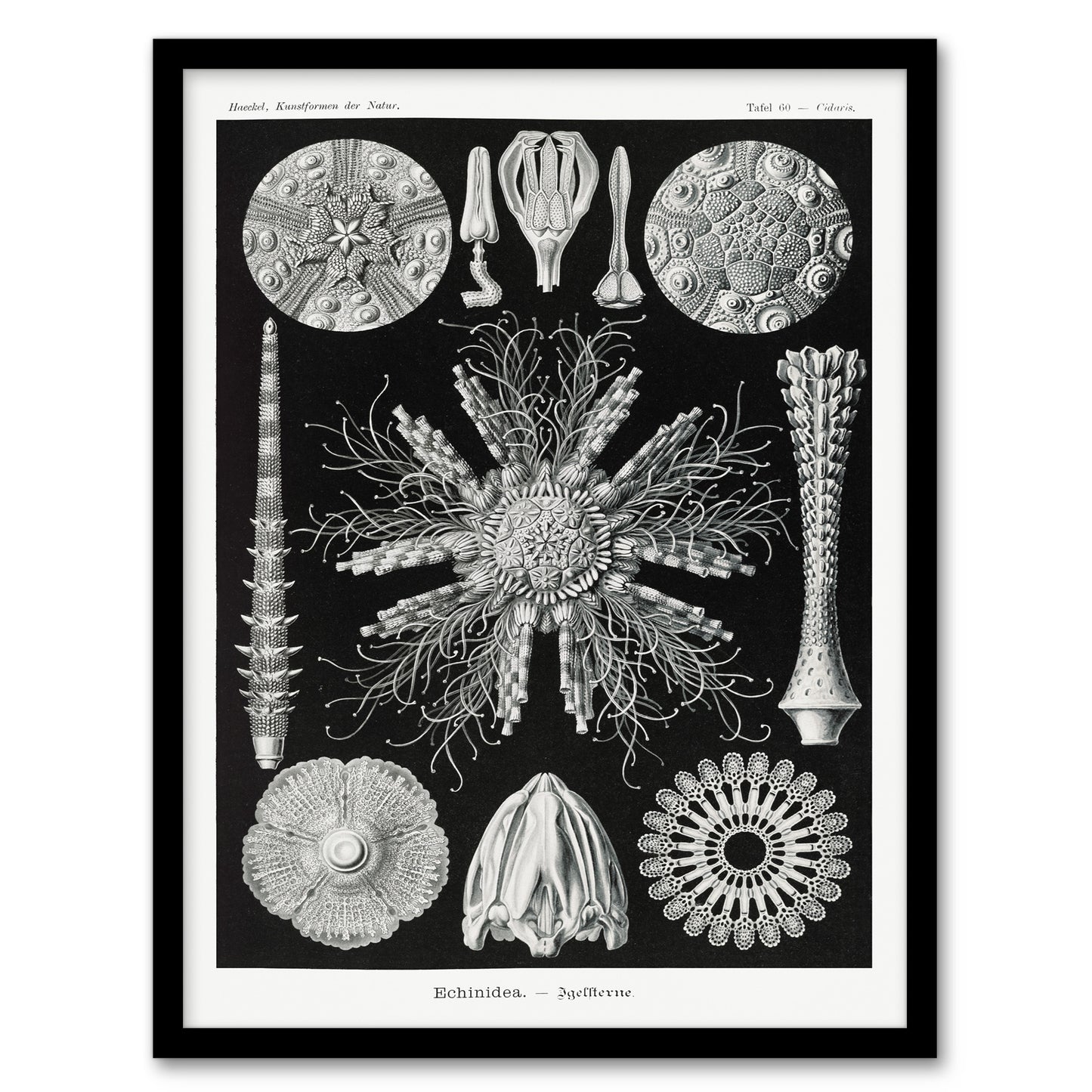 Ernst Haeckel Framed Wall Art Print Echinidea Sea Urchin Species Home Décor