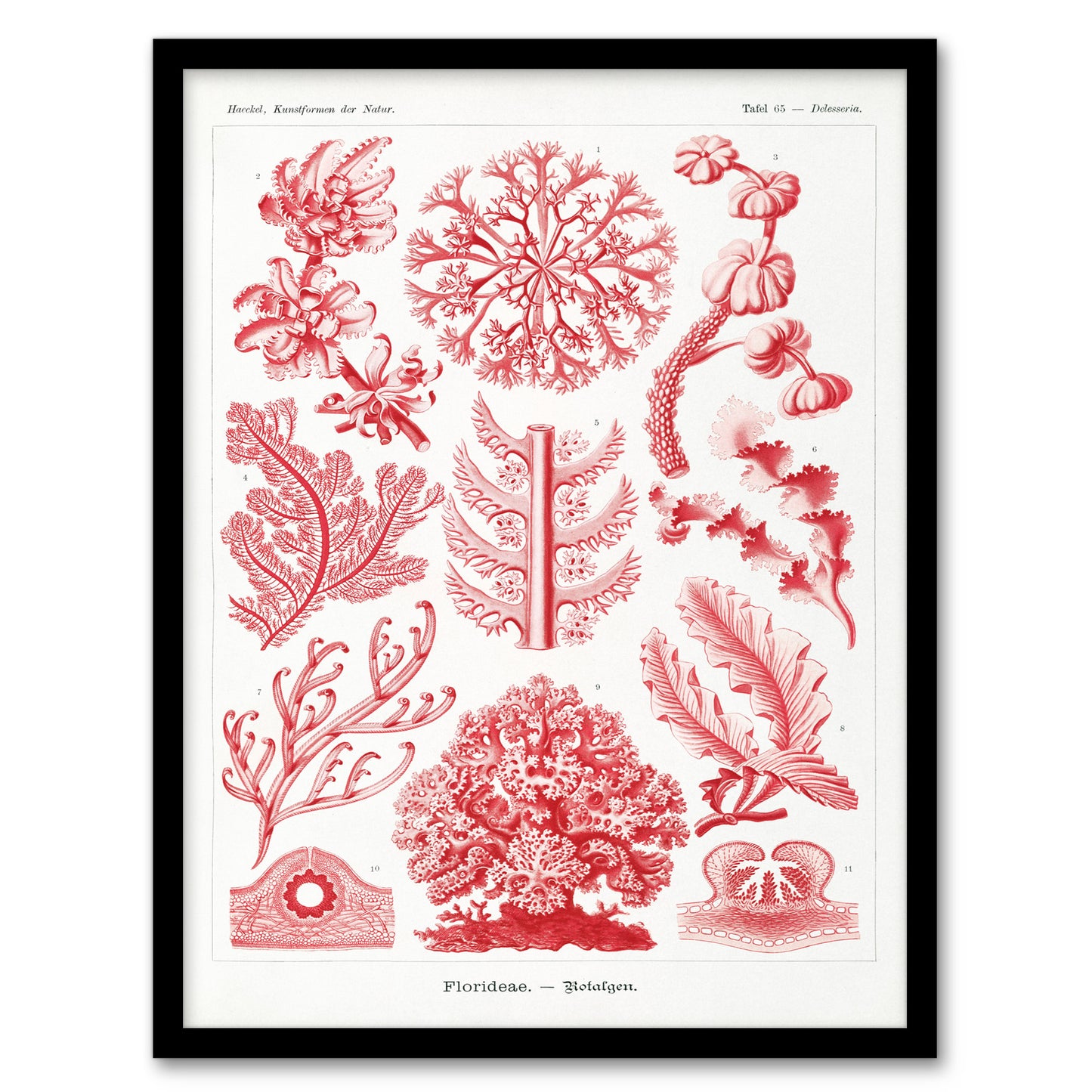 Ernst Haeckel Framed Wall Art Print Florideophyceae Red Algae Home Décor