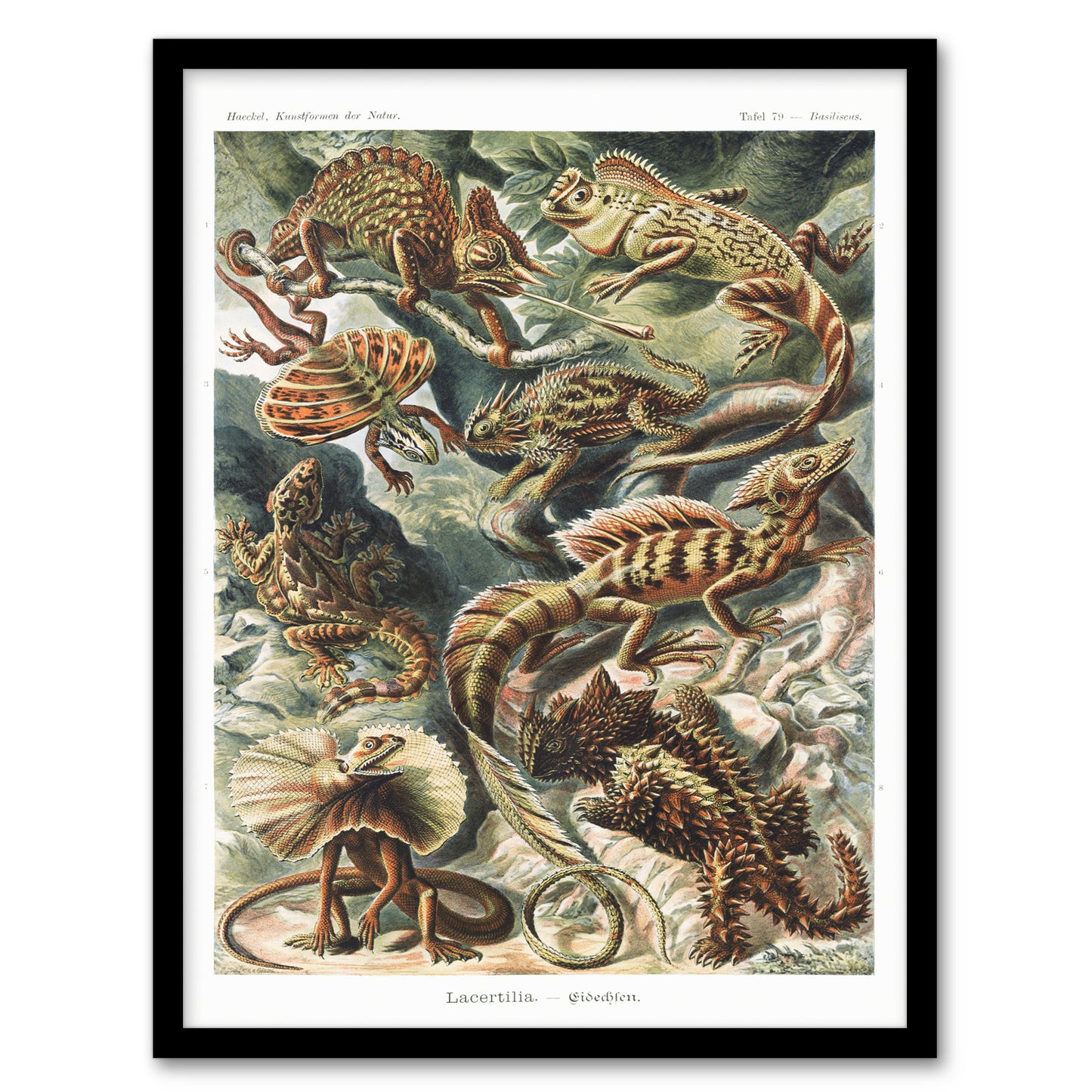 Ernst Haeckel Framed Wall Art Print Lacertilia Reptile Lizard Species Home Décor