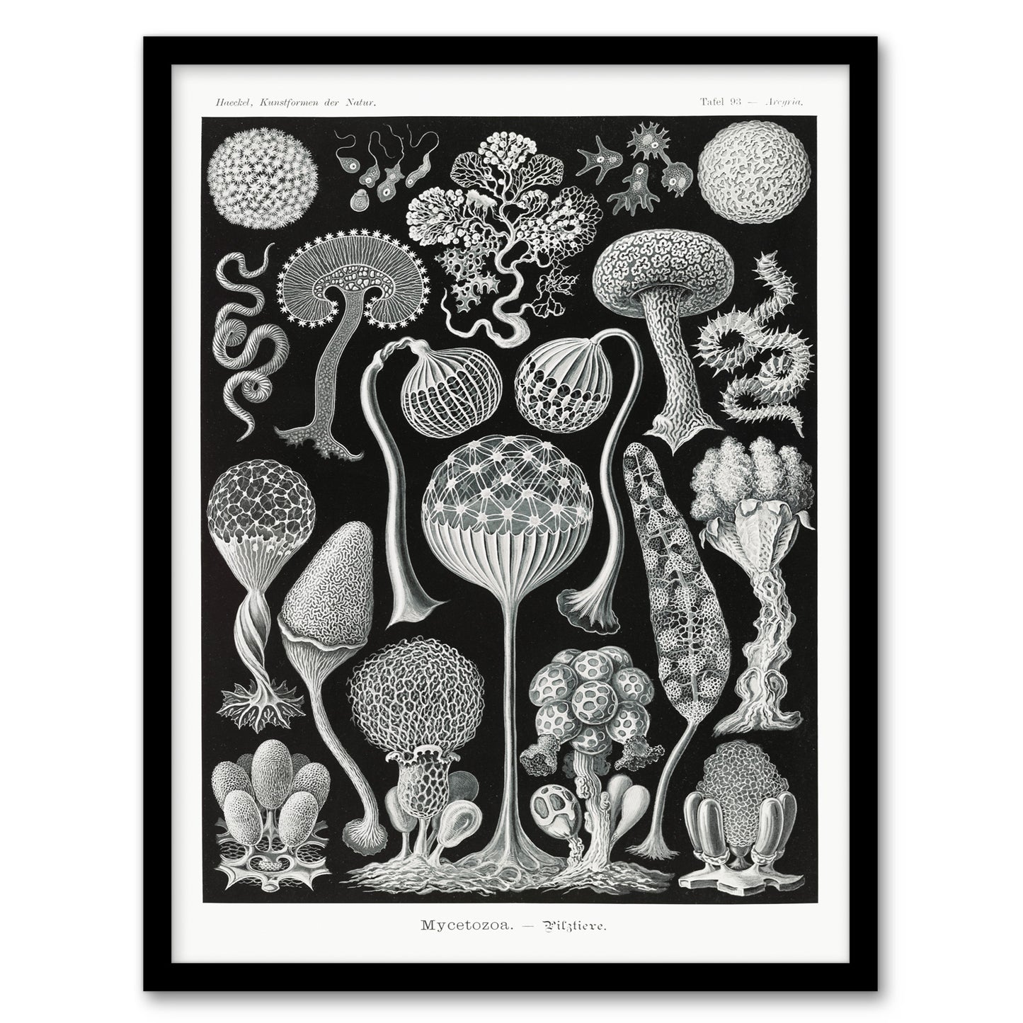 Ernst Haeckel Framed Wall Art Print Mycetozoa Intricate Slime Molds Home Décor