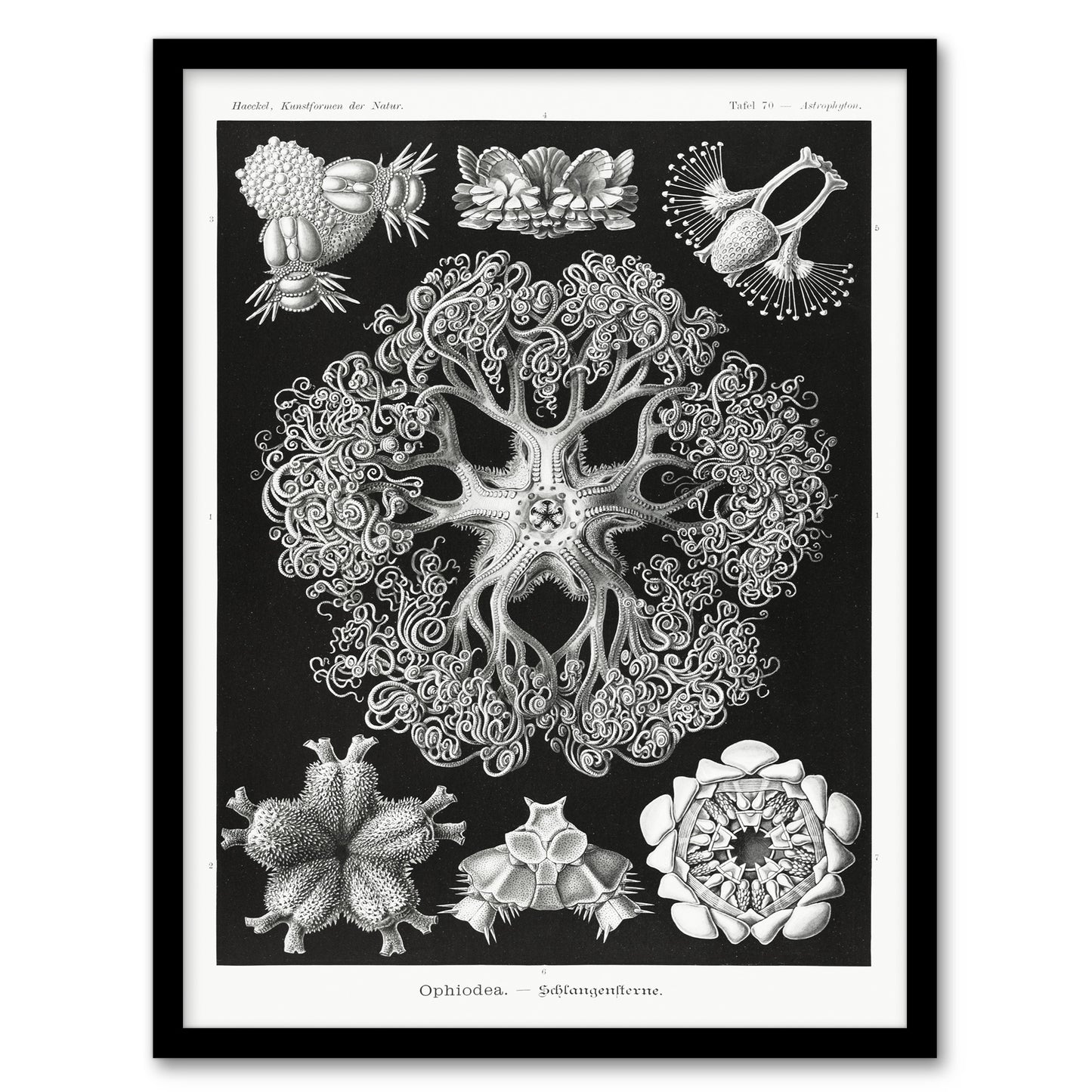 Ernst Haeckel Framed Wall Art Ophiodea Brittle Stars Illustration Home Décor