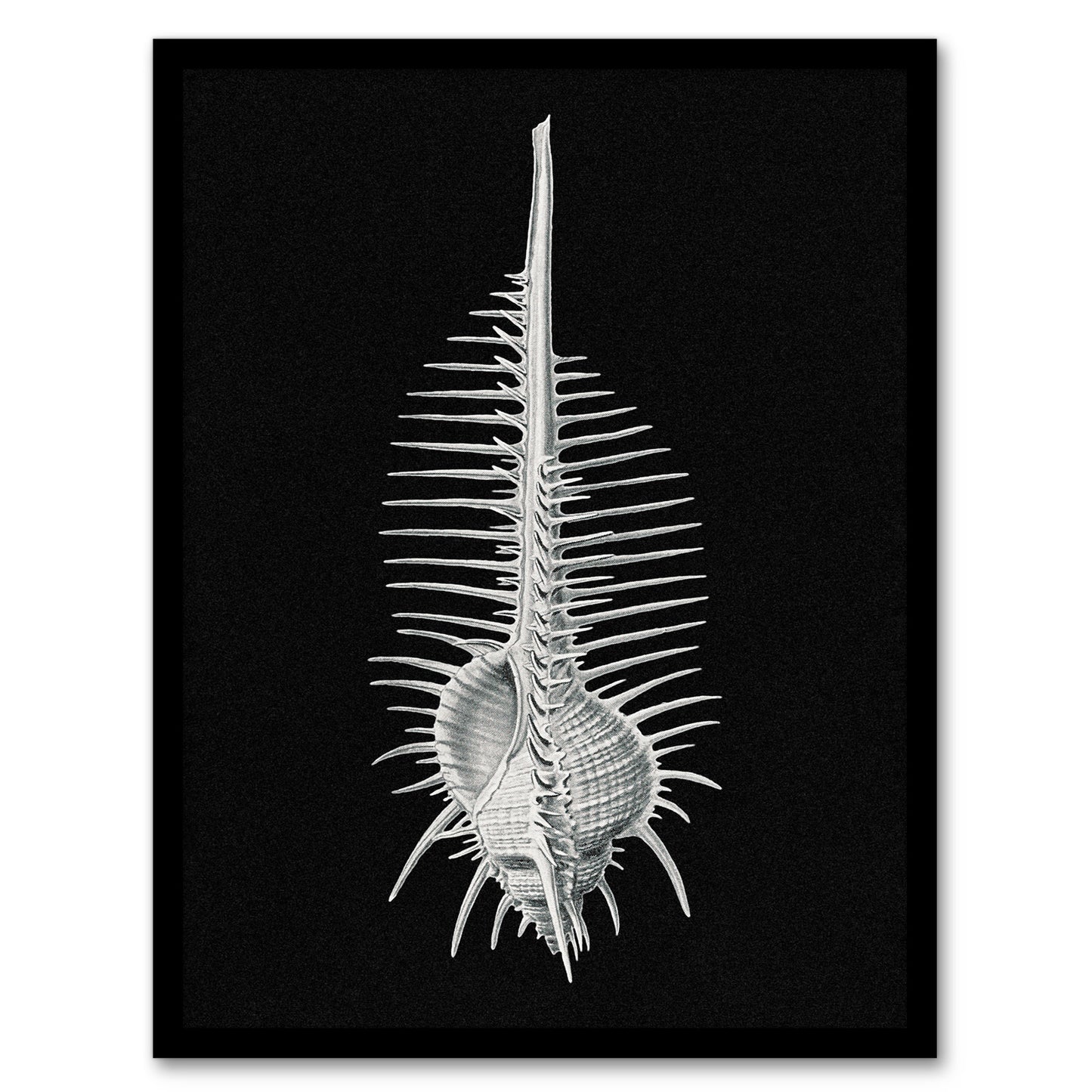 Ernst Haeckel Framed Wall Art Print Murex Sea Shell Sketch on Black Home Décor