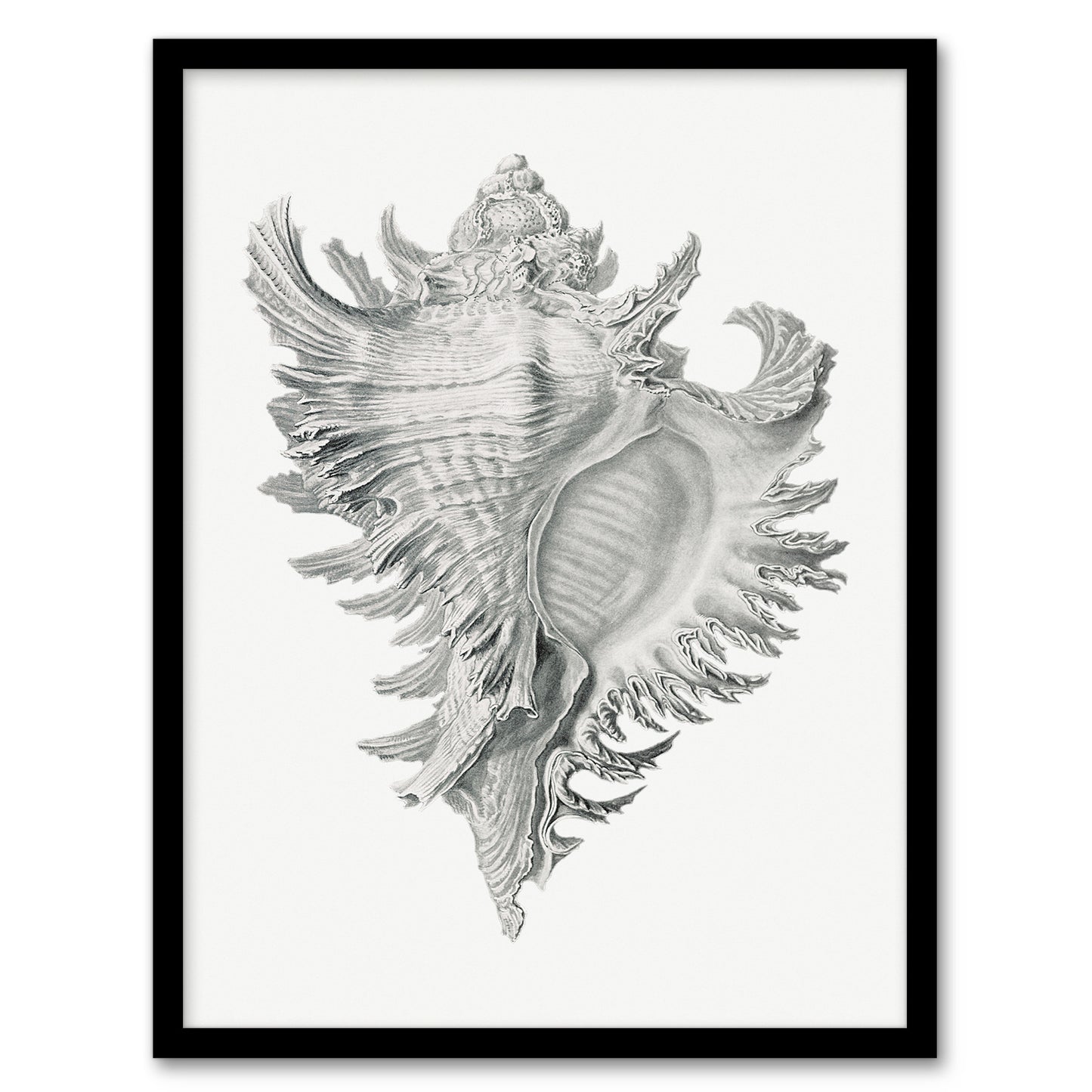 Ernst Haeckel Framed Wall Art Print Whelk Sea Snail Shell Drawing Home Décor