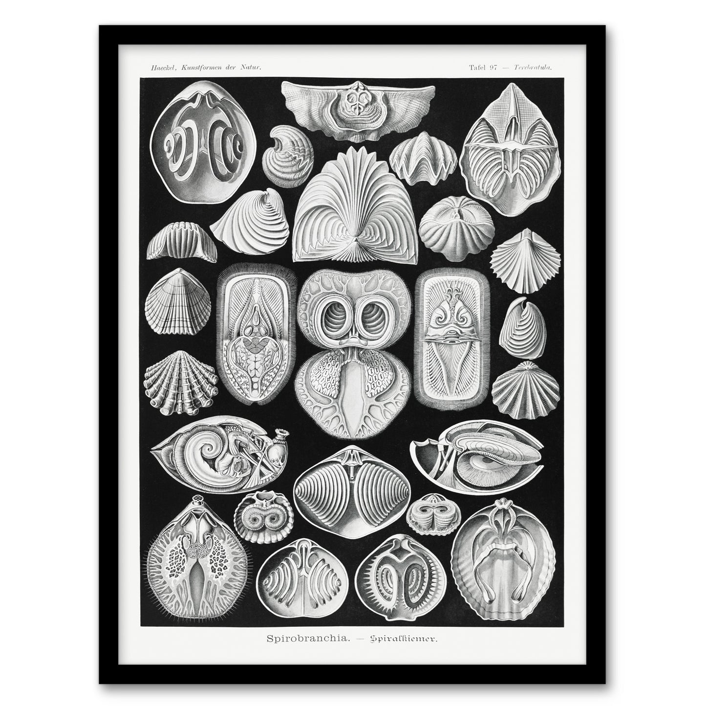Haeckel Framed Wall Art Spirobranchia Vintage Marine Life Illustration
