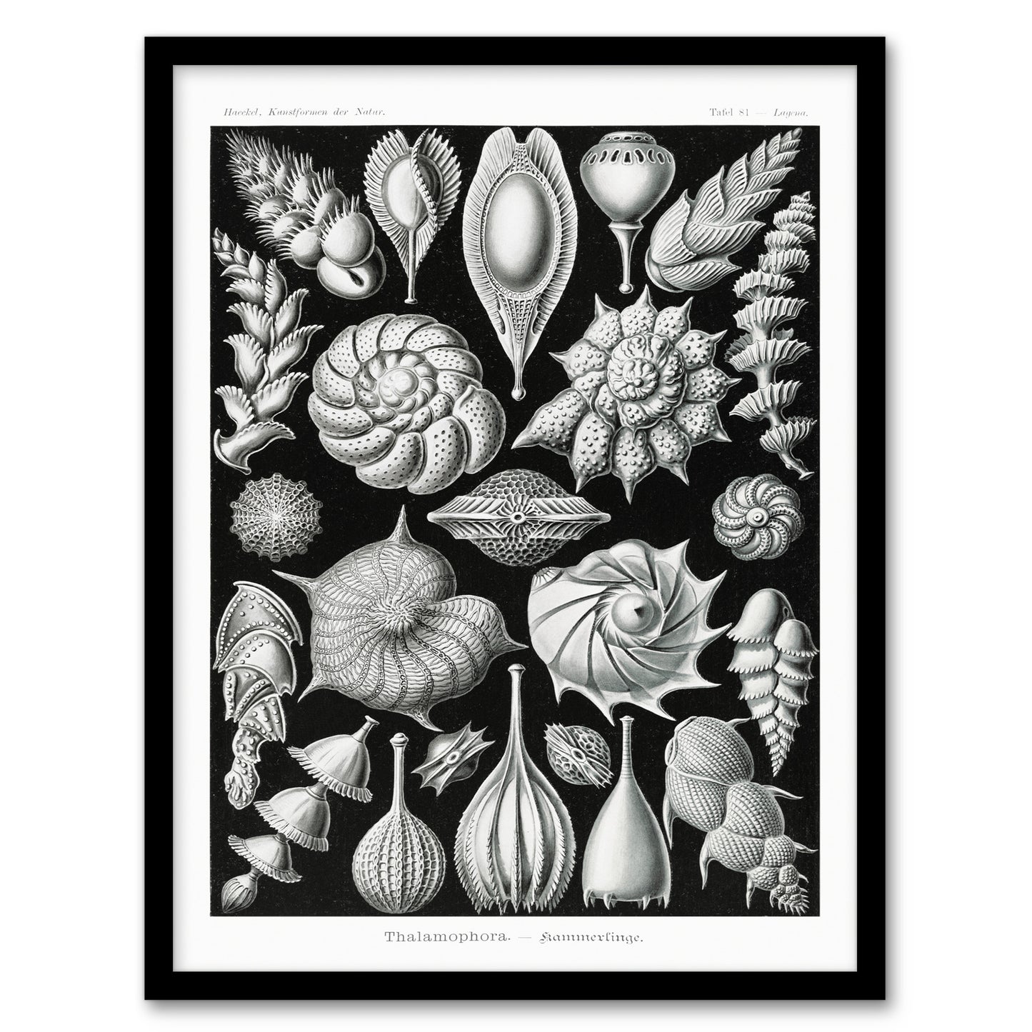 Ernst Haeckel Framed Wall Art Print Thalamophora Forams Shells Home Décor