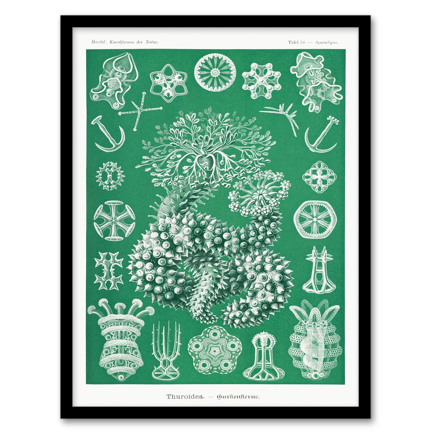 Ernst Haeckel Adolf Giltsch Framed Wall Art Thuroidea Sea Cucumber Home Décor