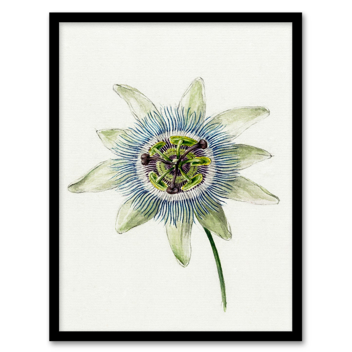 Jean Bernard Framed Wall Art Passion Flower Bloom Floral Drawing Home Décor