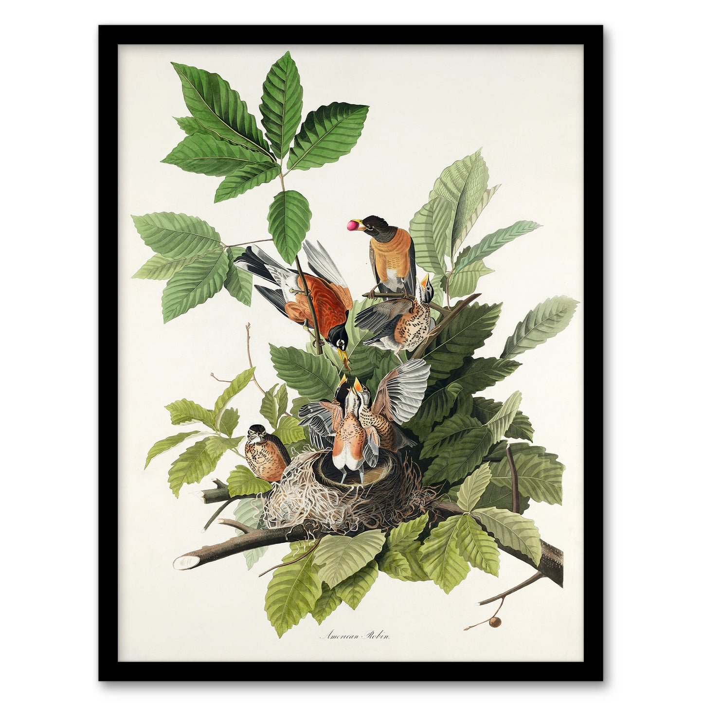 John James Audubon Framed Wall Art Print American Robin Birds Nest Home Décor