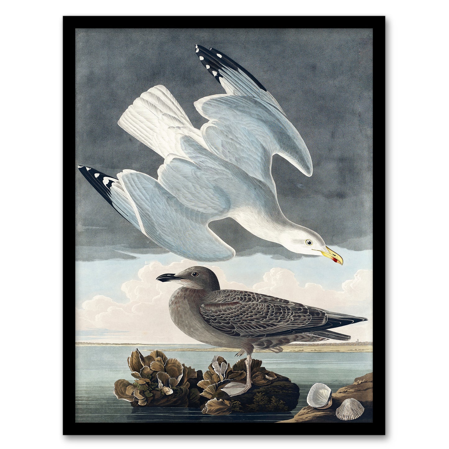 John James Audubon Framed Wall Art Birds of America Herring Gull Home Décor