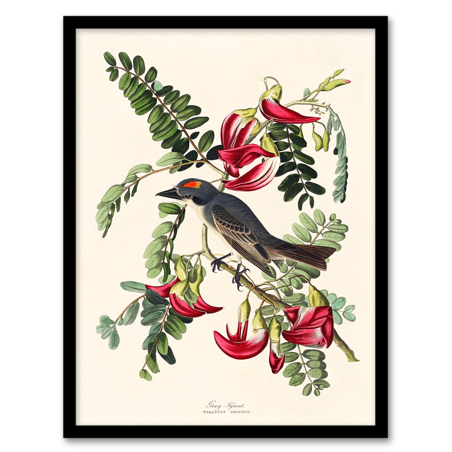 John James Audubon Framed Wall Art Birds of America Piping Flycatcher Home Décor