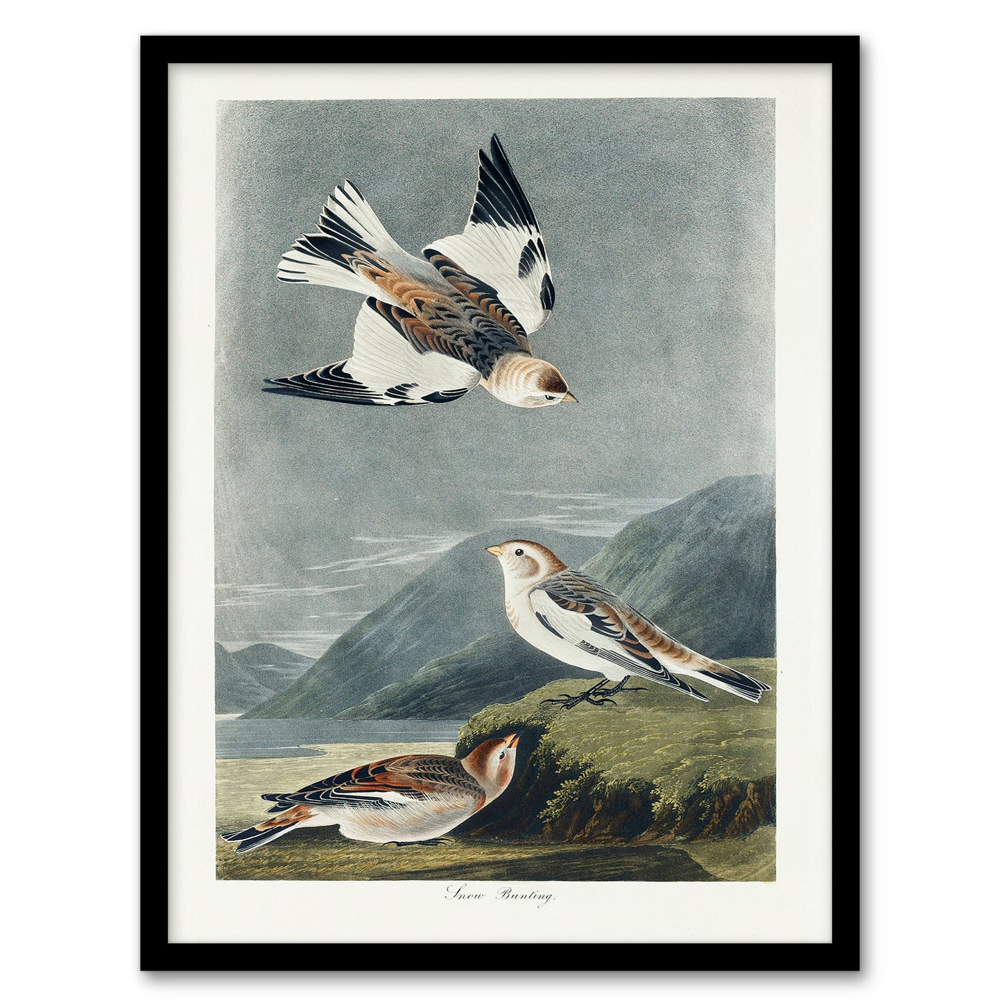 John James Audubon Framed Wall Art Birds of America Snow Bunting Home Décor