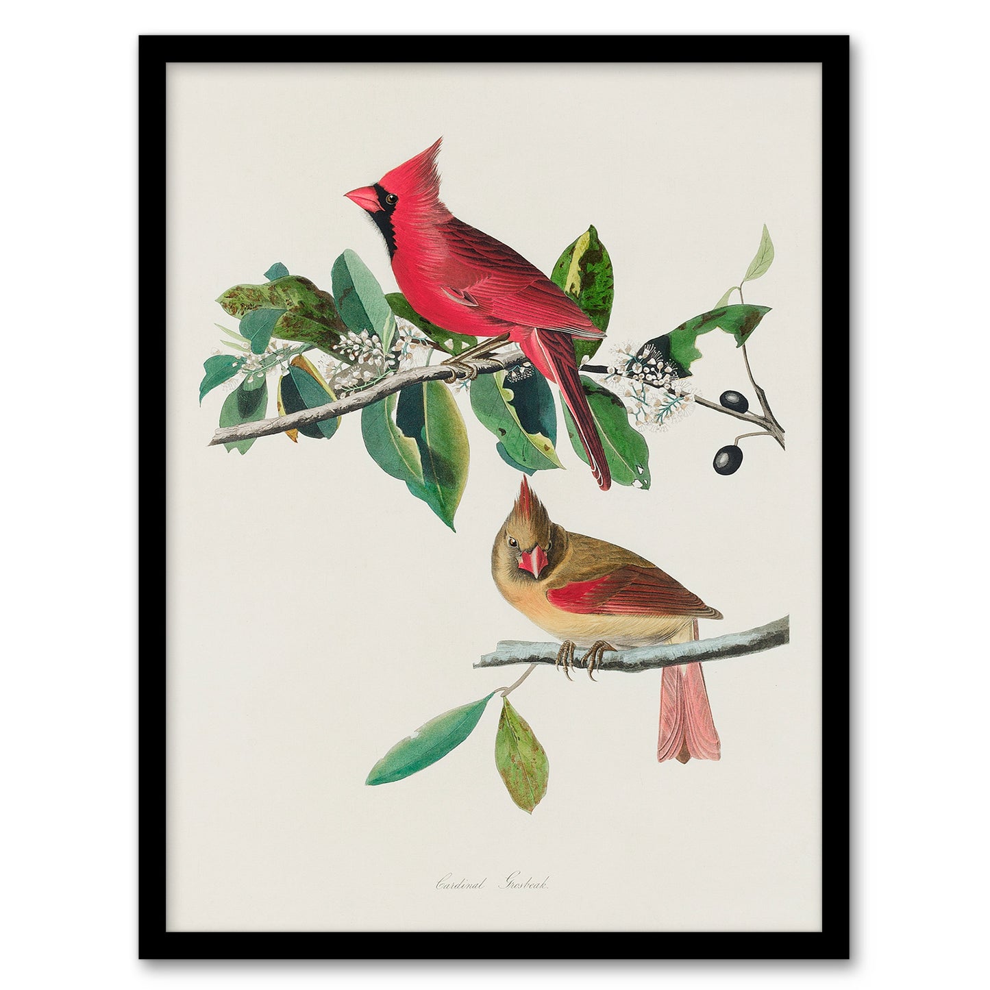 John James Audubon Framed Wall Art Print Cardinal Grosbeak Bird Home Décor