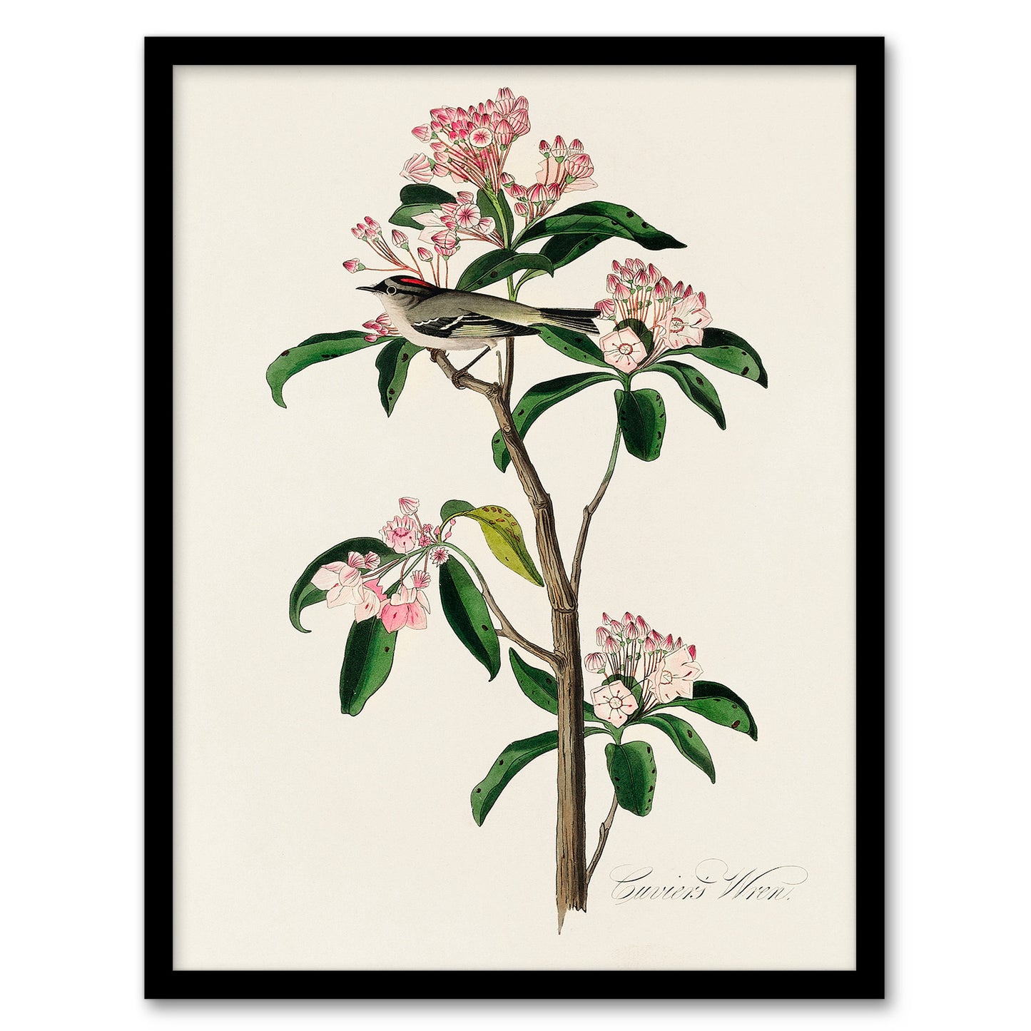 Audubon Framed Wall Art Cuviers Kinglet Bird and Mountain Laurel Home Décor