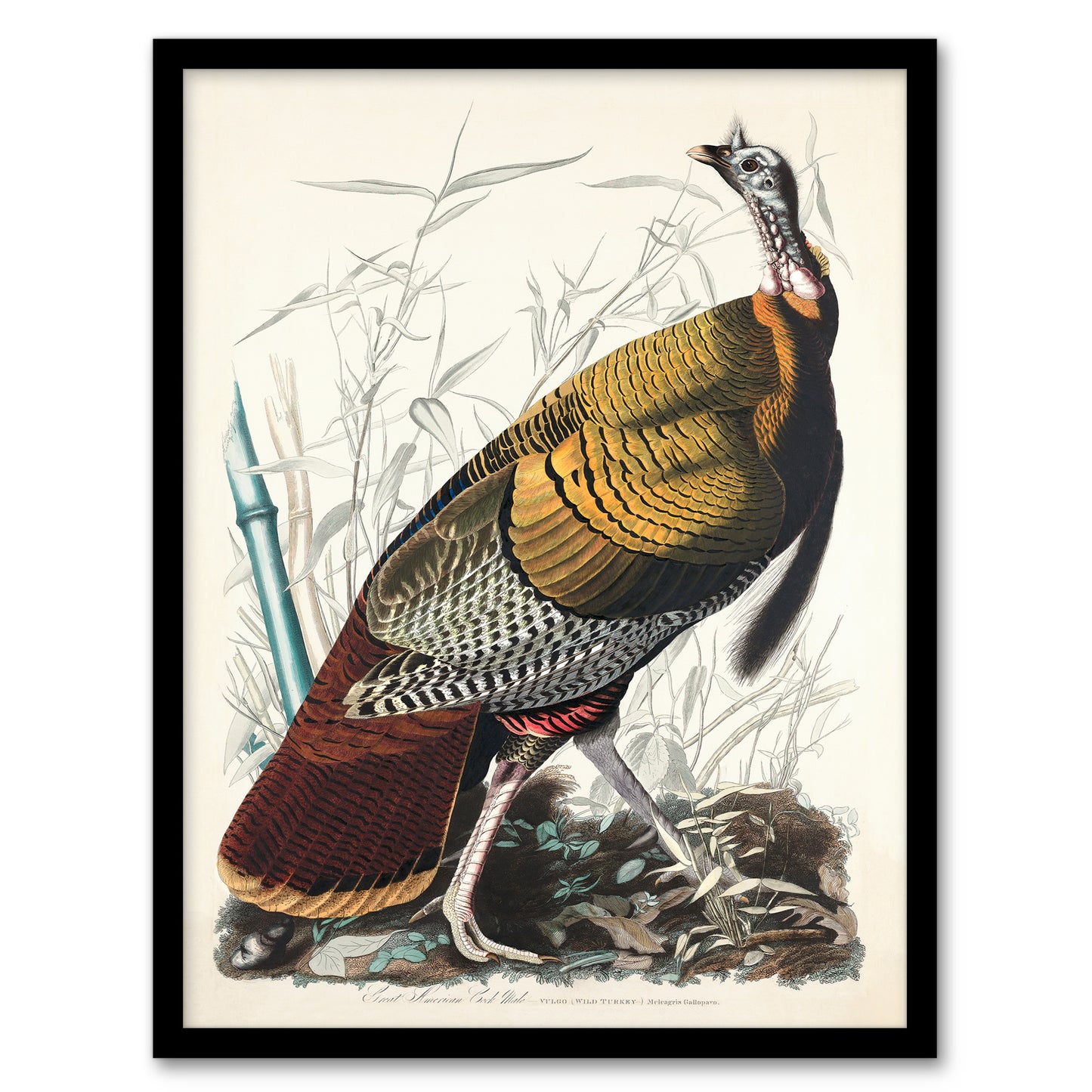 John James Audubon Framed Wall Art Print Birds of America Wild Turkey Home Décor