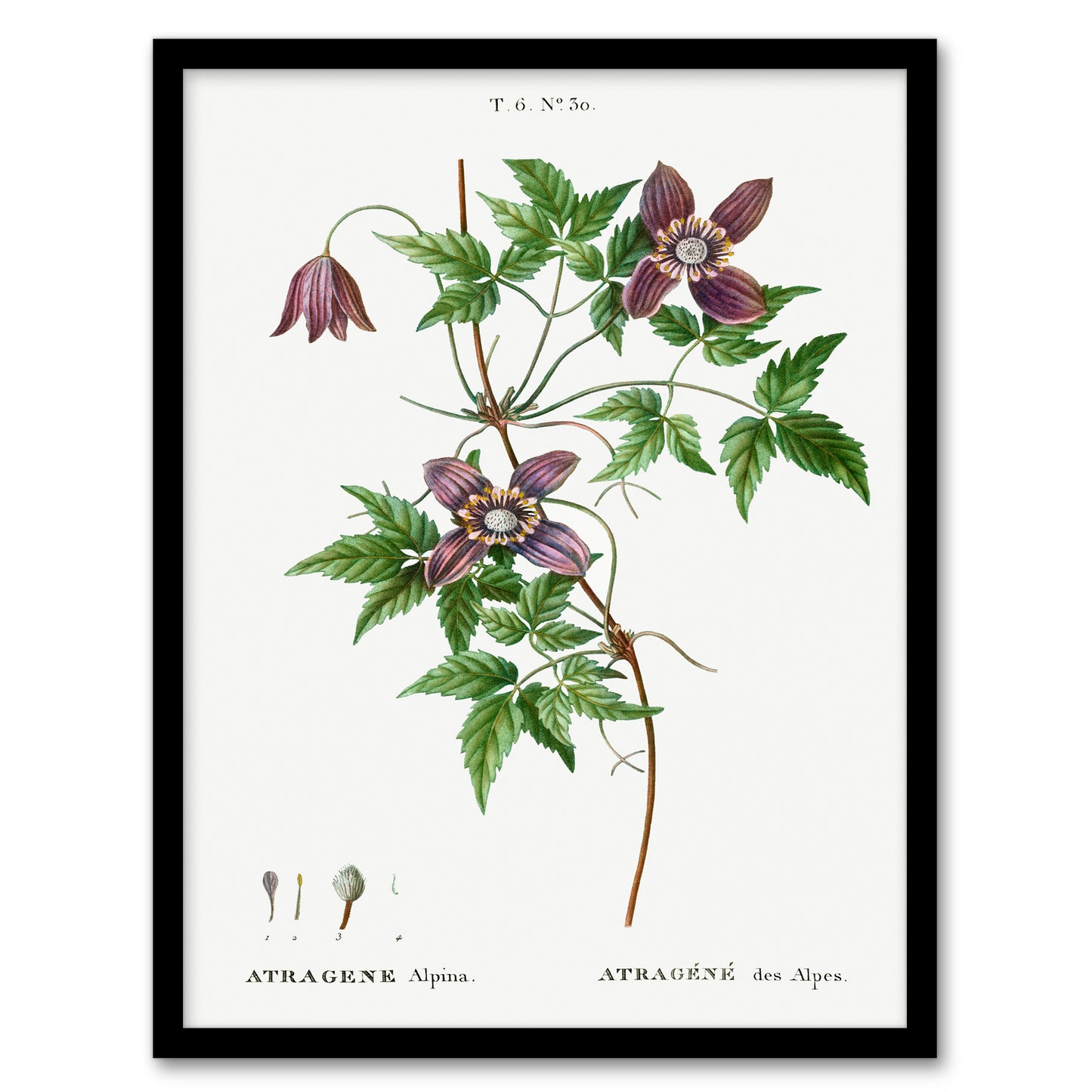 Pierre Joseph Redoute Framed Wall Art Print Alpine Clematis Flower Home Décor
