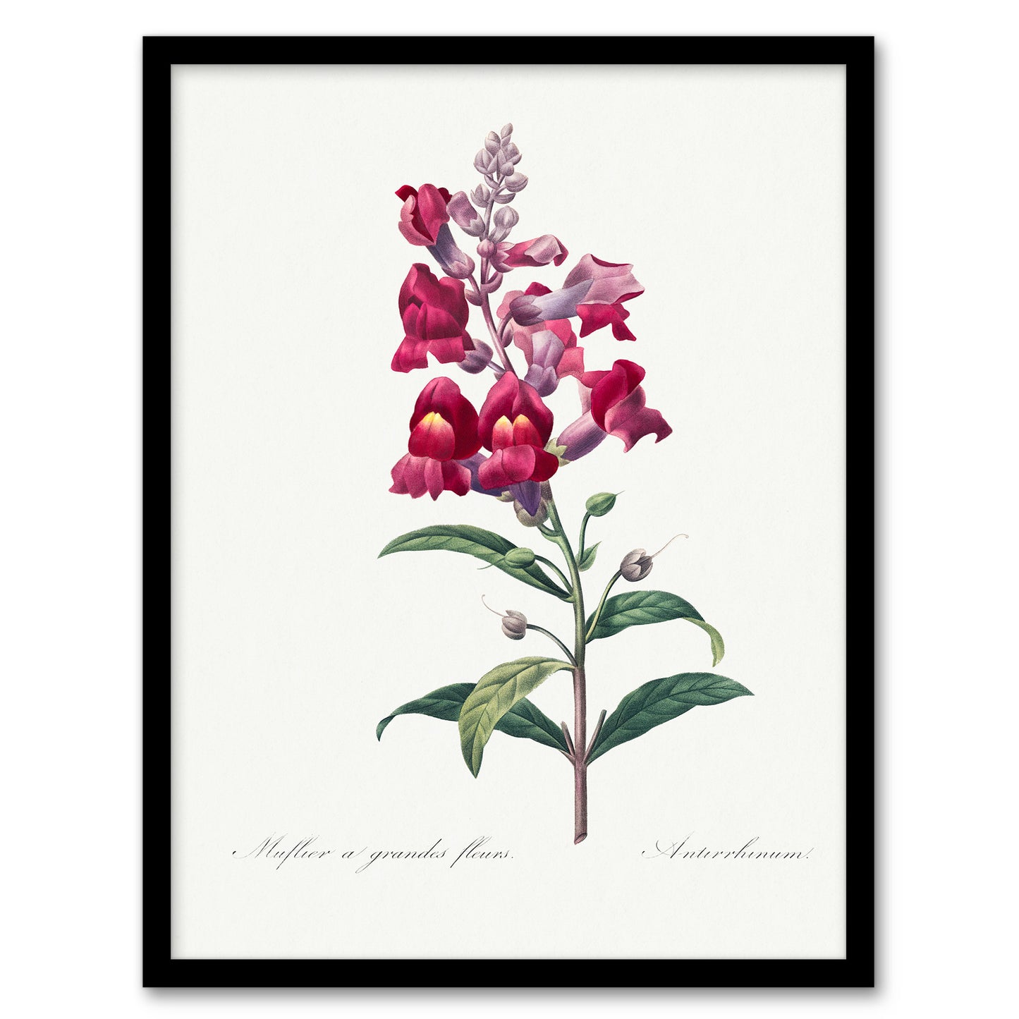 Pierre Joseph Redoute Framed Wall Art Antirrhinum Dragon Flowers Home Décor