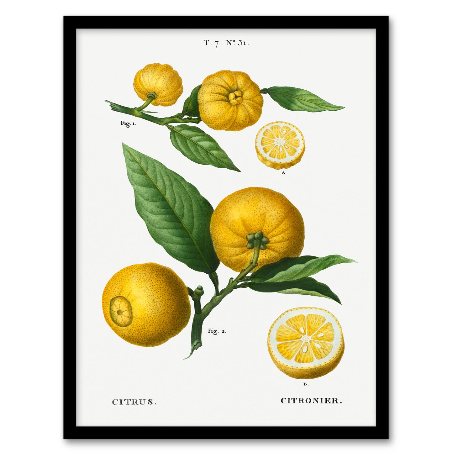 Pierre Joseph Redoute Framed Wall Art Print Clusters of Citrus Fruit Home Décor