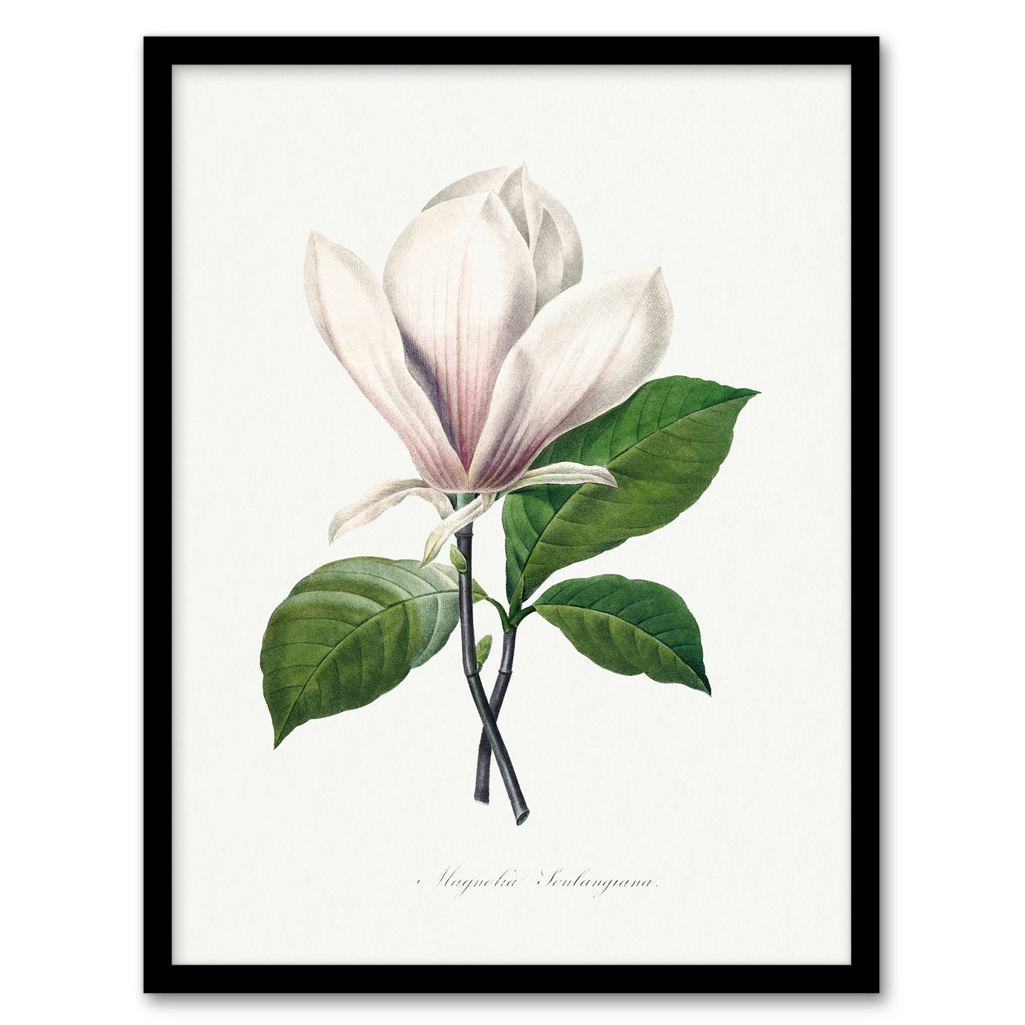 Pierre Joseph Redoute Framed Wall Art Print Saucer Magnolia Flower Home Décor