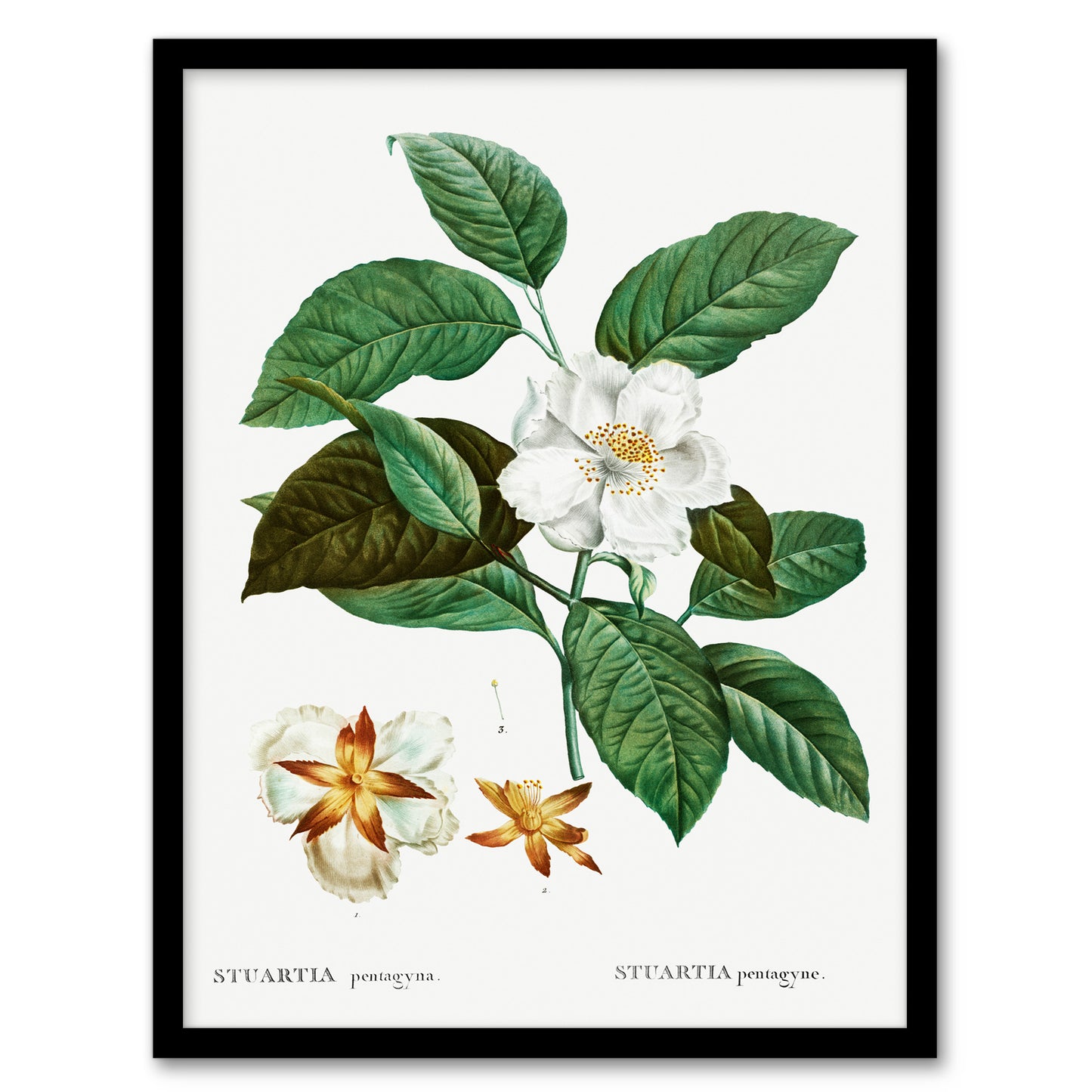 Pierre Joseph Redoute Framed Wall Art Print Mountain Camellia Flower Home Décor