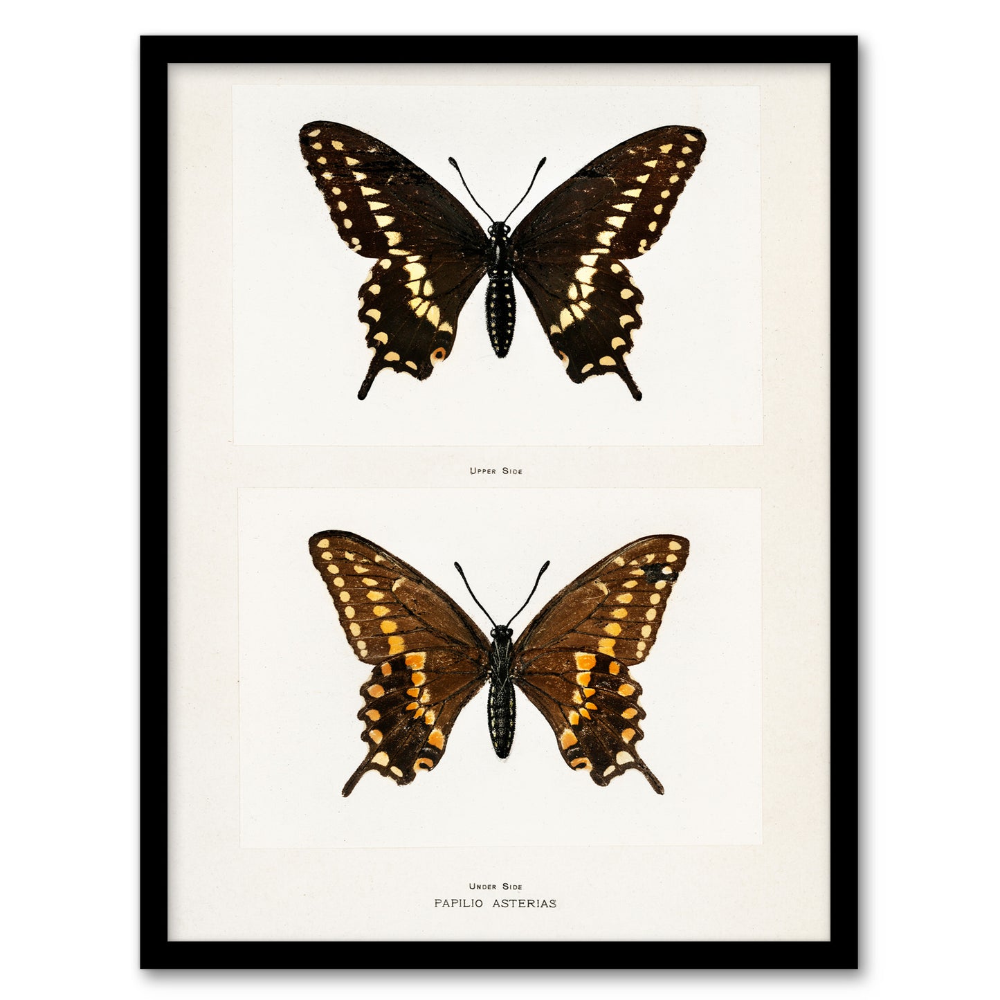 Sherman Denton Framed Wall Art Print Black Swallowtail Butterfly Home Décor