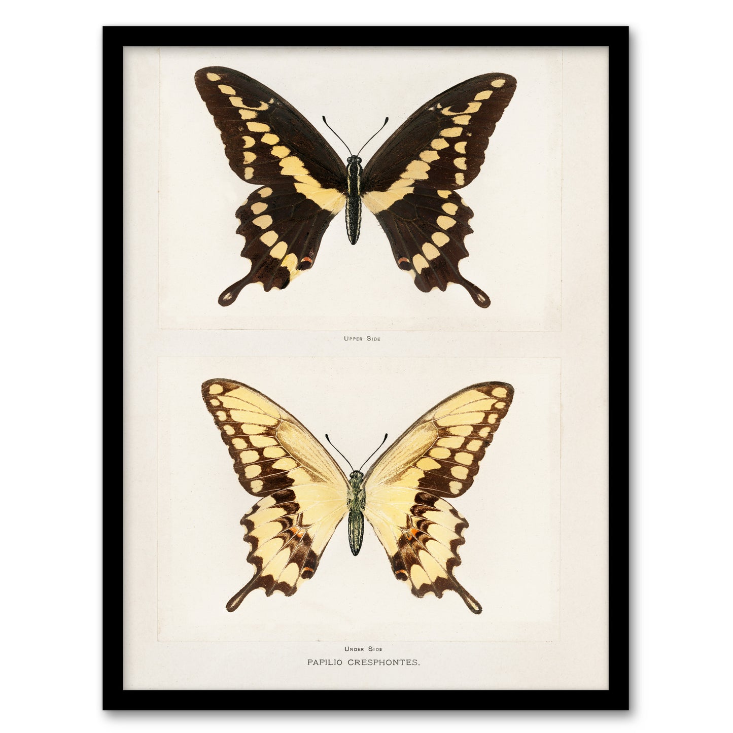 Sherman Denton Framed Wall Art Print Giant Swallowtail Butterfly Home Décor