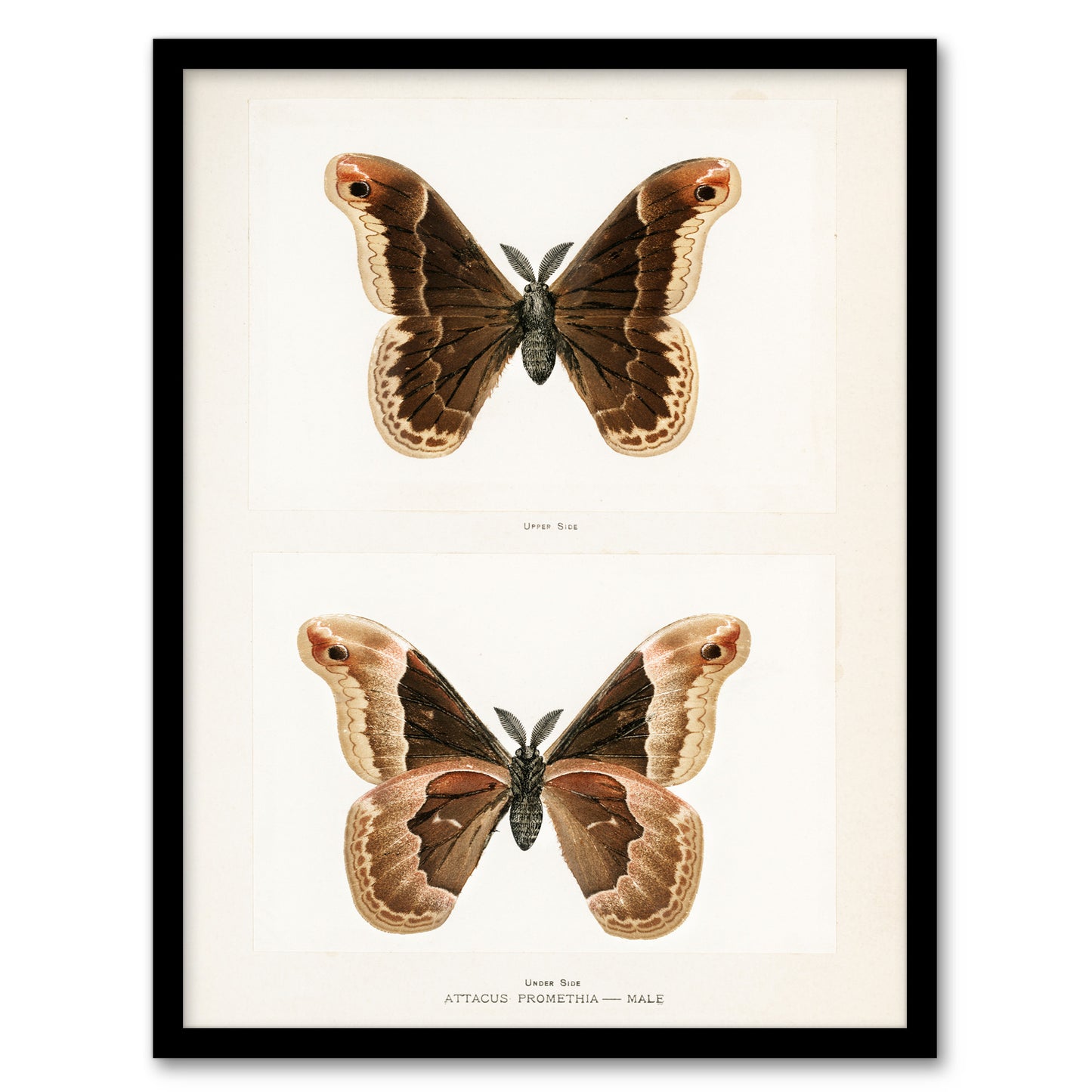 Sherman Denton Framed Wall Art Print Promethea Silkmoth Male Home Décor