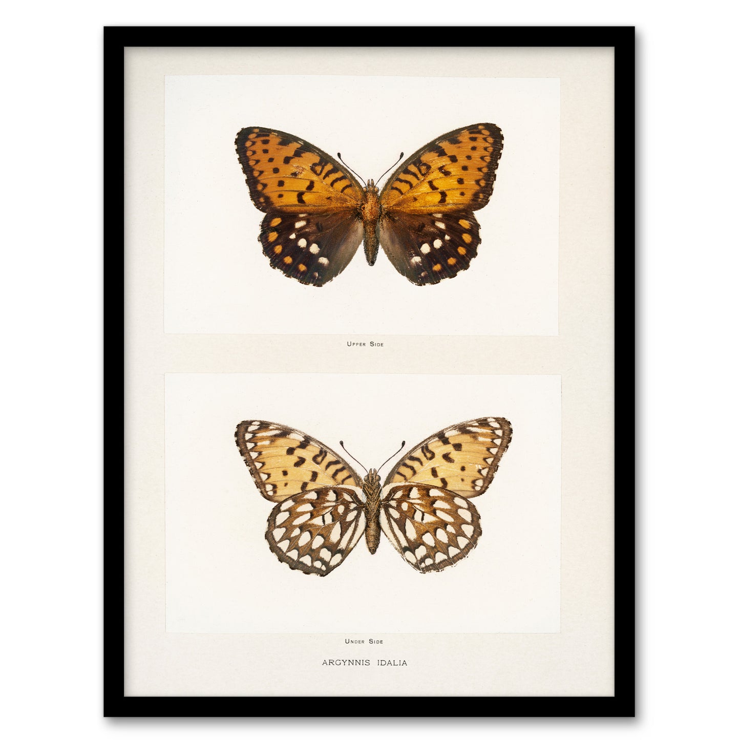 Sherman Denton Framed Wall Art Print Regal Fritillary Butterfly Home Décor