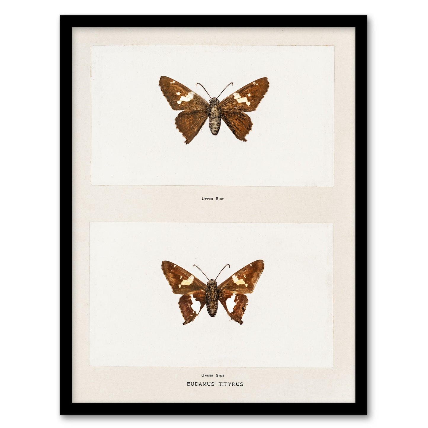 Sherman Denton Framed Wall Art Print Silver Spotted Skipper Butterfly Home Décor