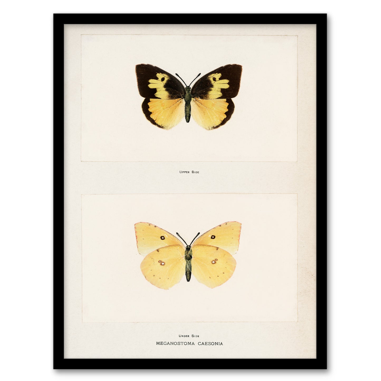 Sherman Denton Framed Wall Art Print Southern Dogface Butterfly Home Décor