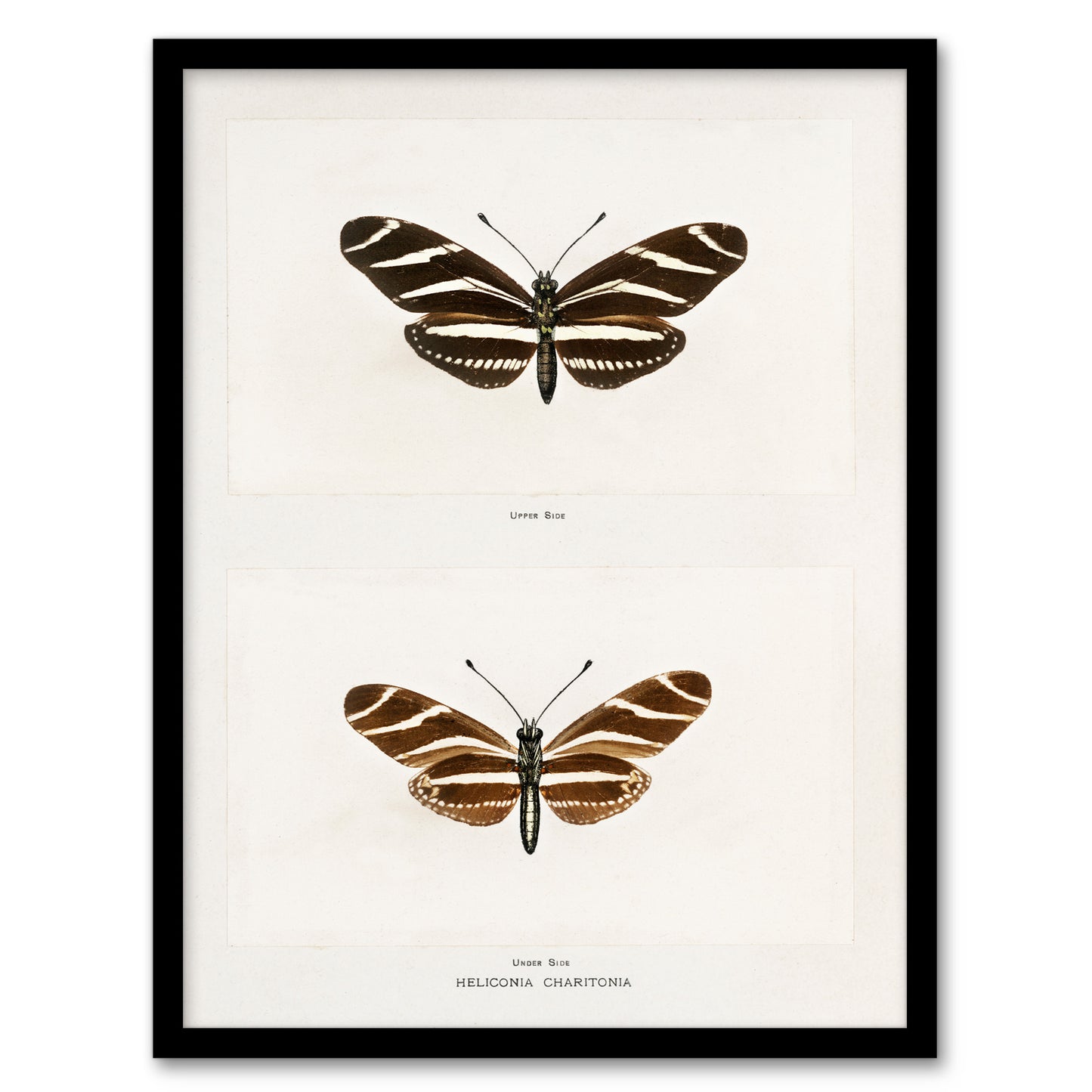 Sherman Denton Framed Wall Art Print Zebra Longwing Butterfly Home Décor