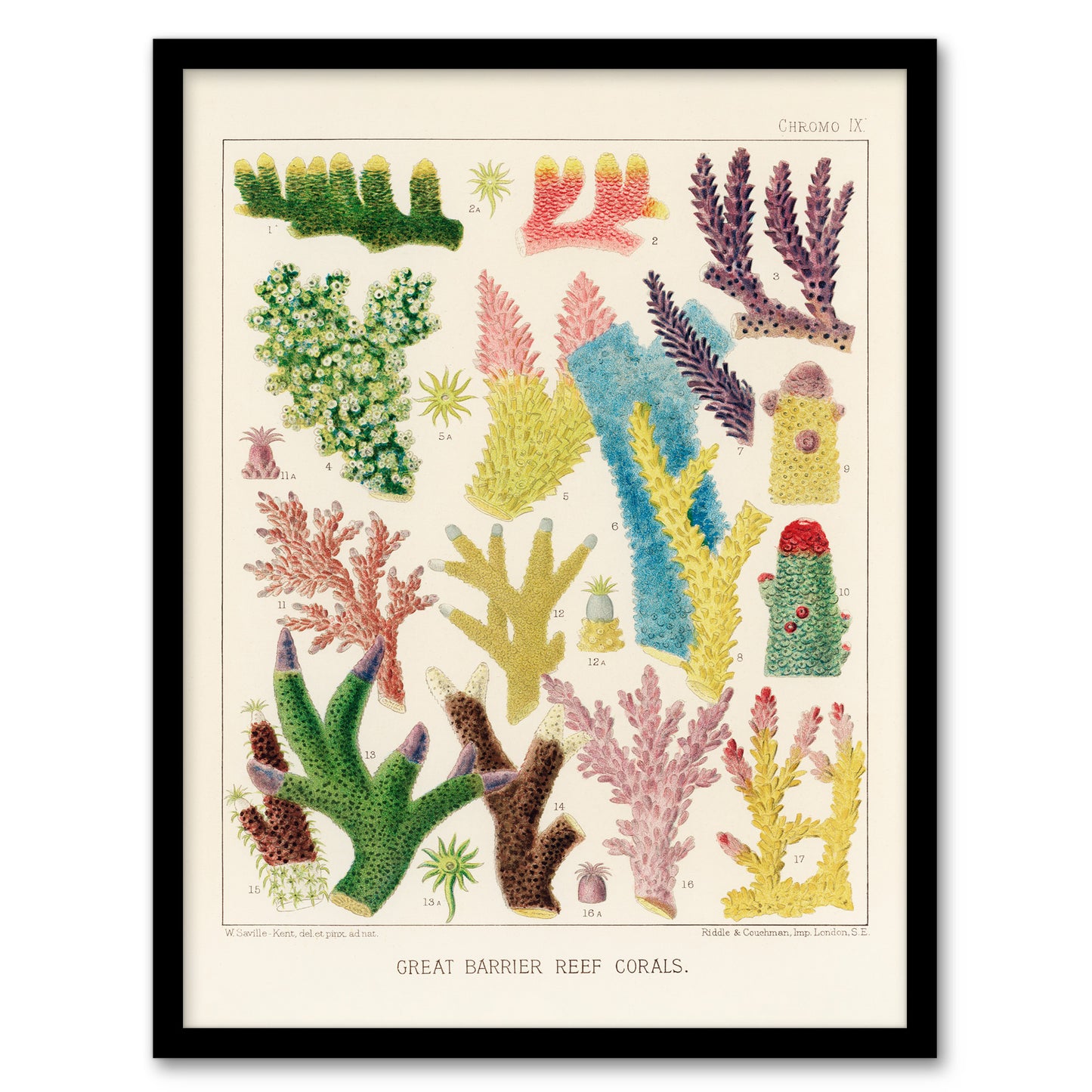 William Saville Kent Framed Wall Art Print Great Barrier Reef Corals Home Décor