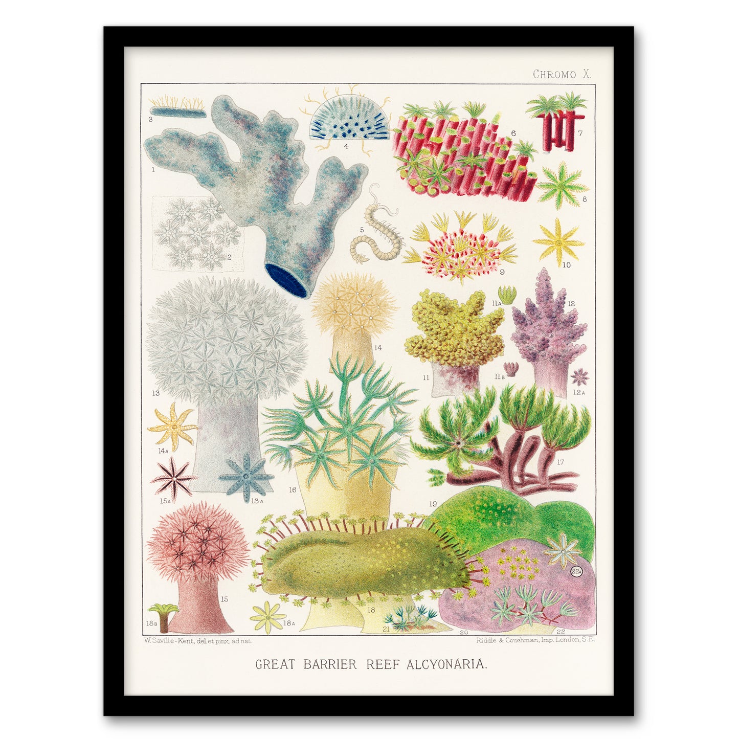 William Saville Kent Framed Wall Art Great Barrier Reef Alcyonaria Home Décor