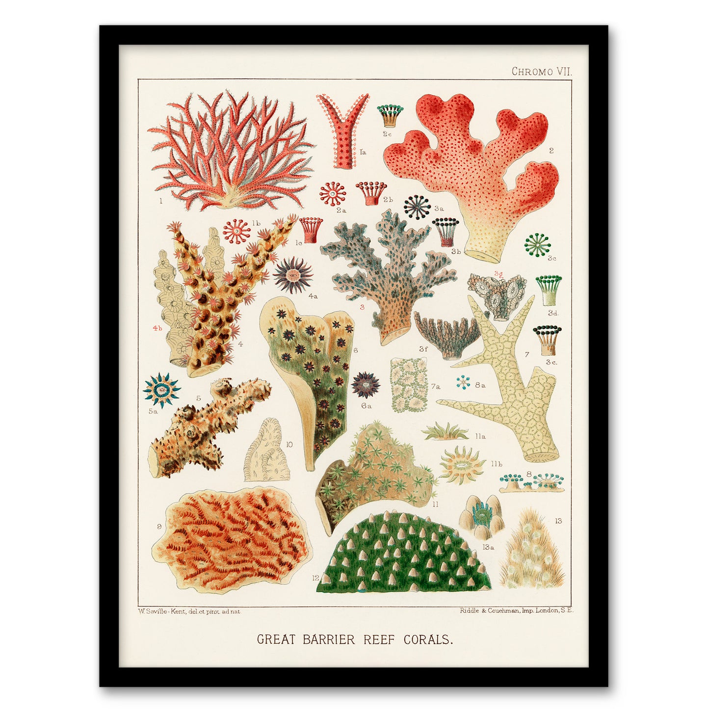 William S Kent Framed Wall Art Great Barrier Reef of Australia Corals Home Décor