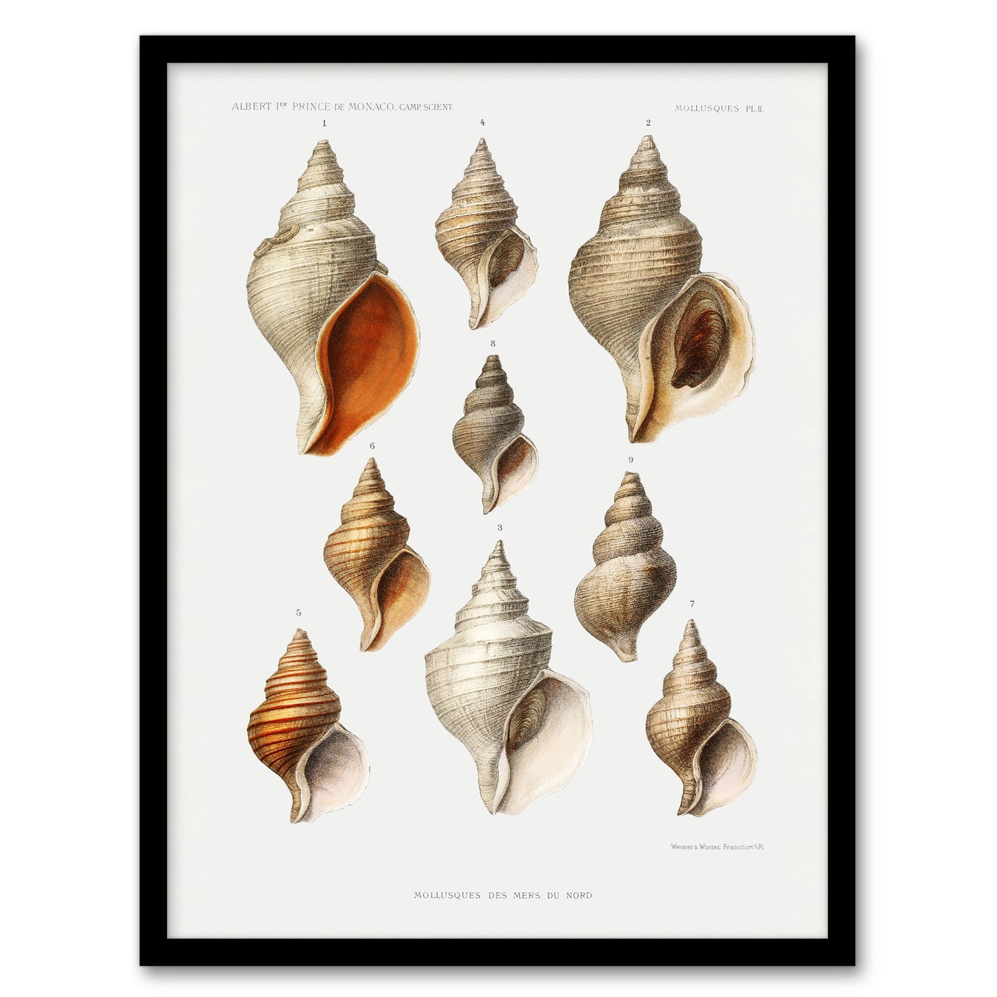 Vintage Marine Life Molluscs from the Northen Sea Framed Wall Art Print