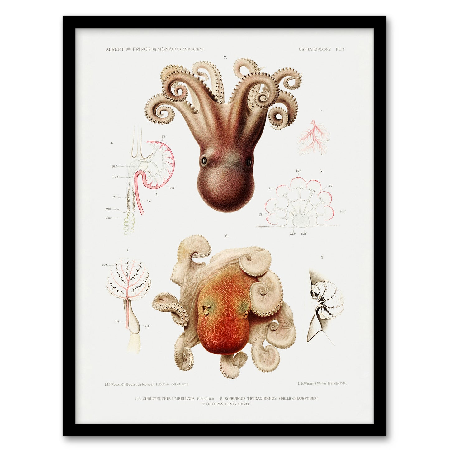 Vintage Marine Life Pygmy Octopus Study Illustration Framed Wall Art Print