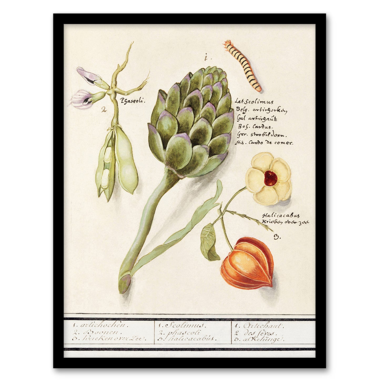 Anselmus de Boodt Artichoke Broad Beans Groundcherry Framed Wall Art Print