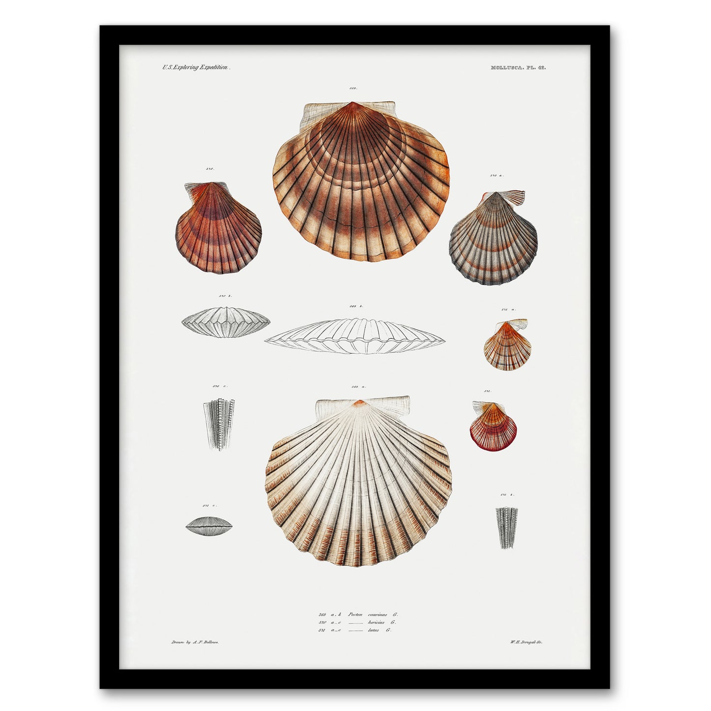 Augustus A Gould Clam Shell Varieties Illustration Framed Wall Art Print
