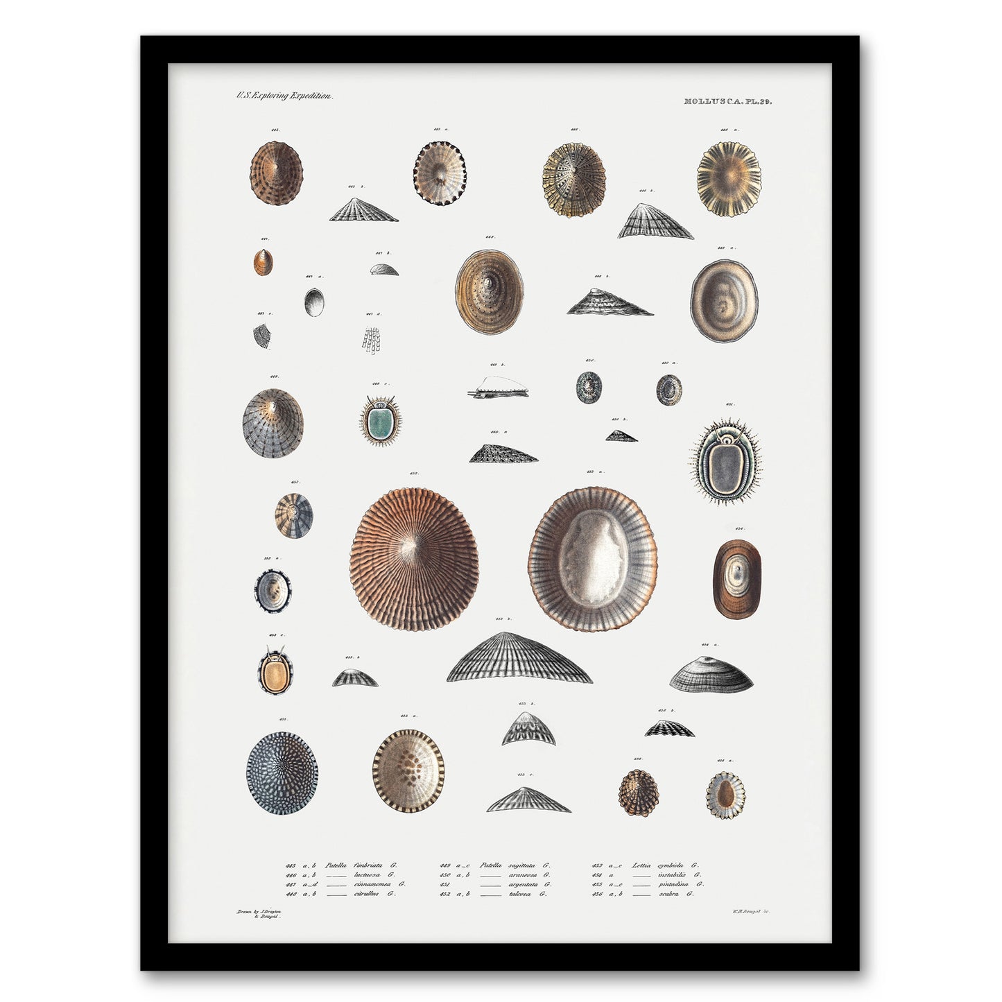 Augustus A Gould Limpet Sea Snail Shell Varieties Framed Wall Art Print
