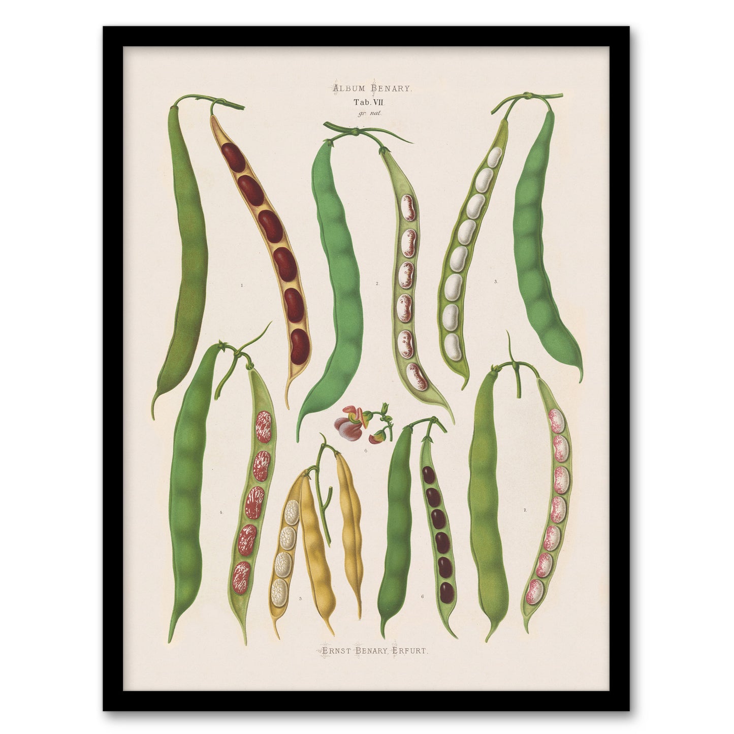 Ernst Benary Kidney and Snap Beans Varieties Framed Wall Art Picture Print