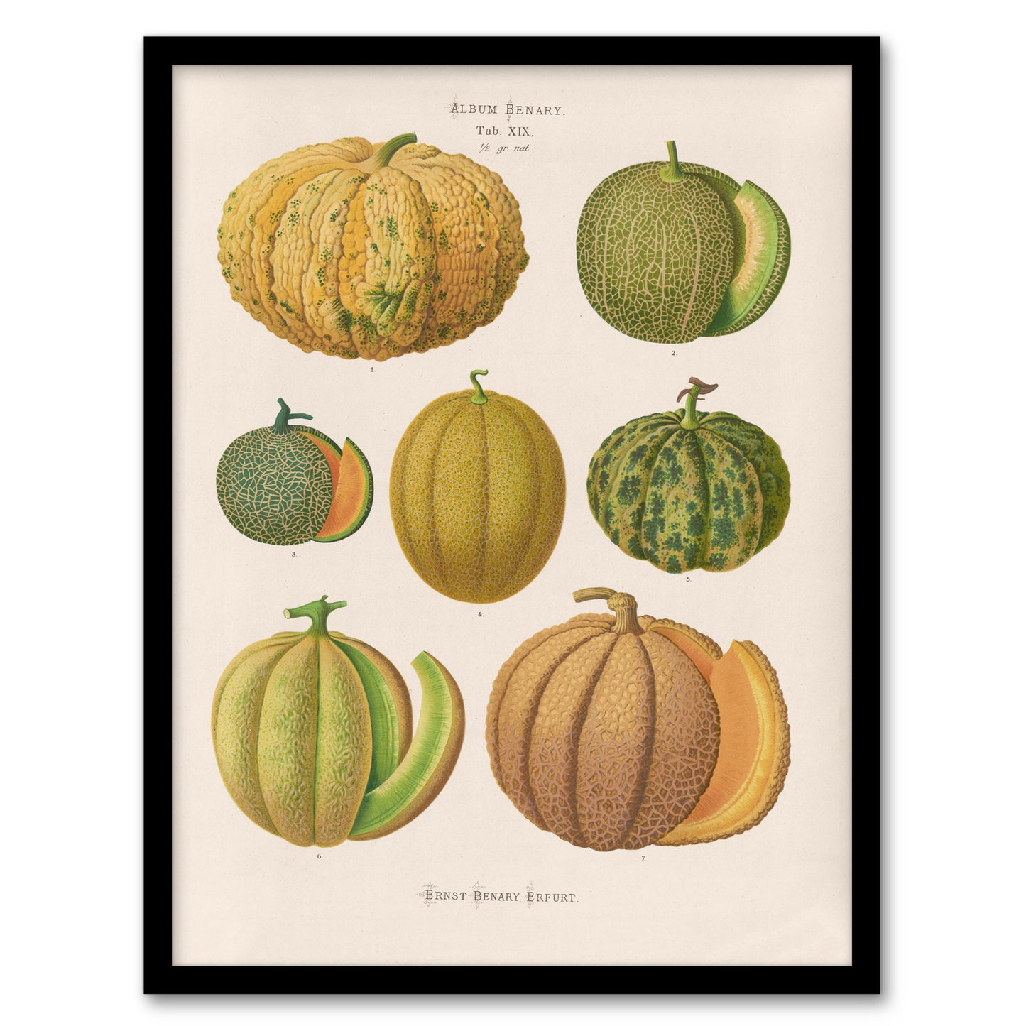 Ernst Benary Melon Varieties Vintage Illustration Framed Wall Art Print