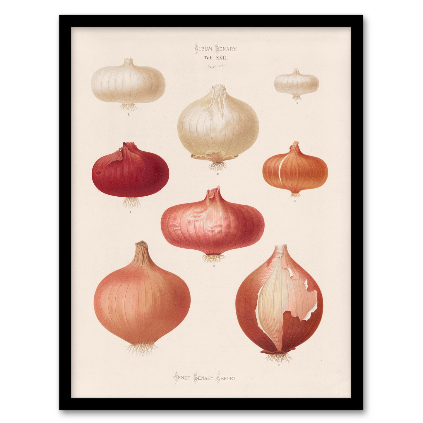 Ernst Benary Onion Varieties Vintage Illustration Framed Wall Art Print