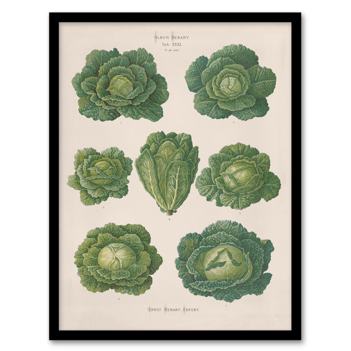 Ernst Benary Savoy Cabbages Vintage Botanical Framed Wall Art Picture Print