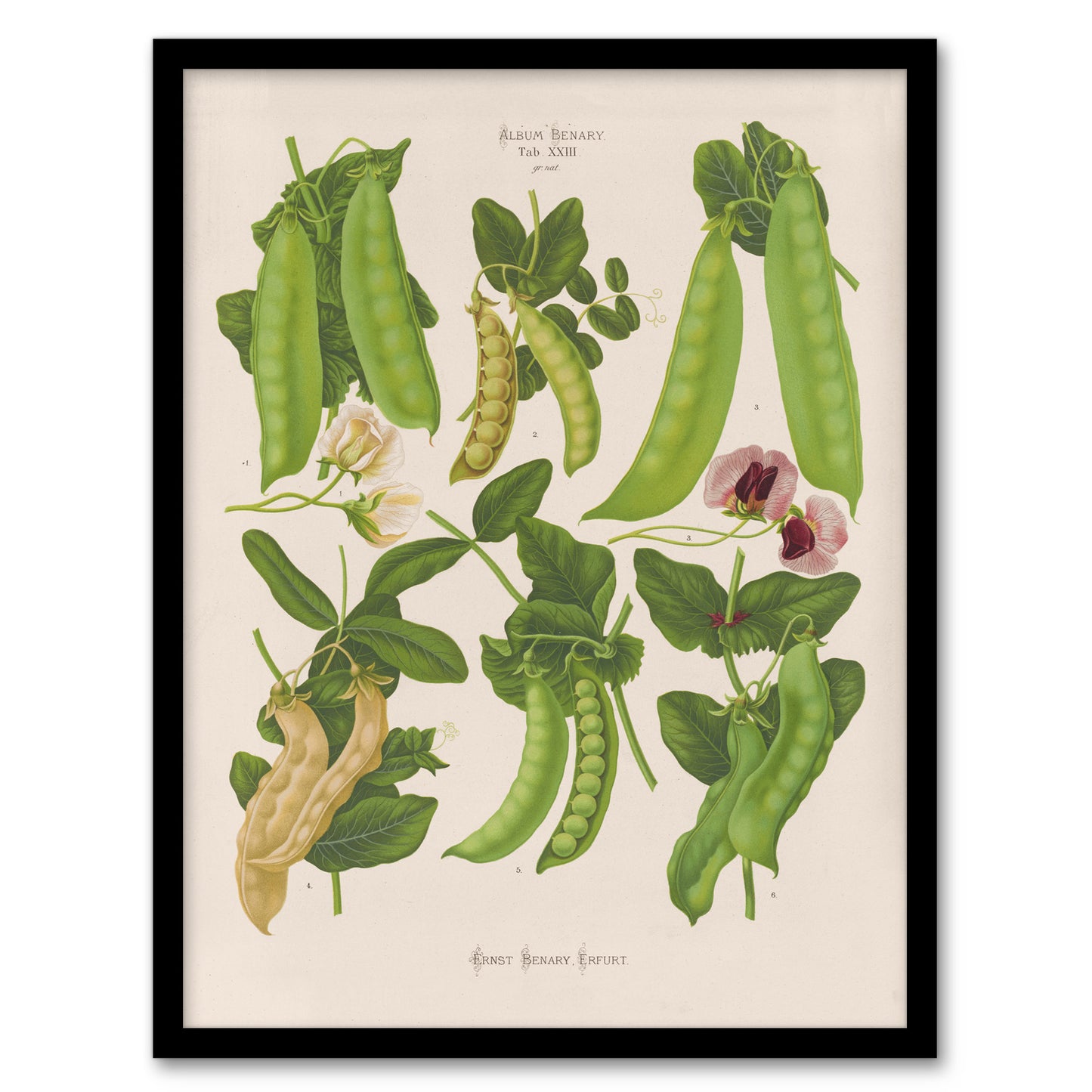 Ernst Benary Sugar Peas Varieties Vintage Botanical Framed Wall Art Print