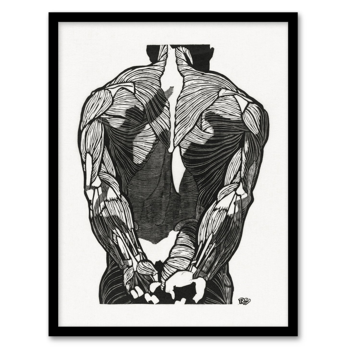 Reijer Stolk Anatomical Study Of Mans Back Muscles Framed Wall Art Print