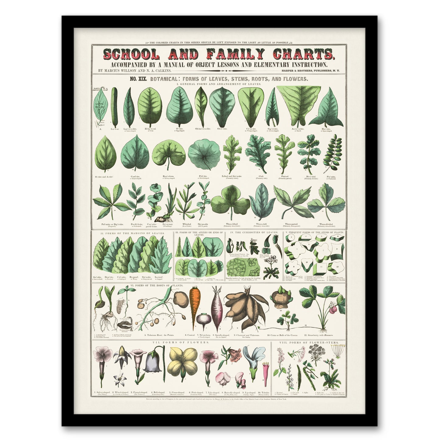 Willson and Calkins Chart No XIX Vintage Botanical Framed Wall Art Print
